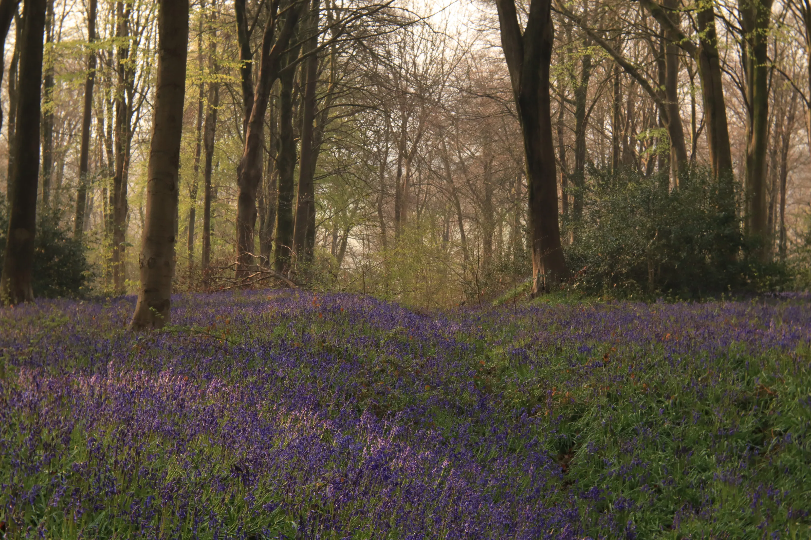 A Mass of Bluebells (in colour)
