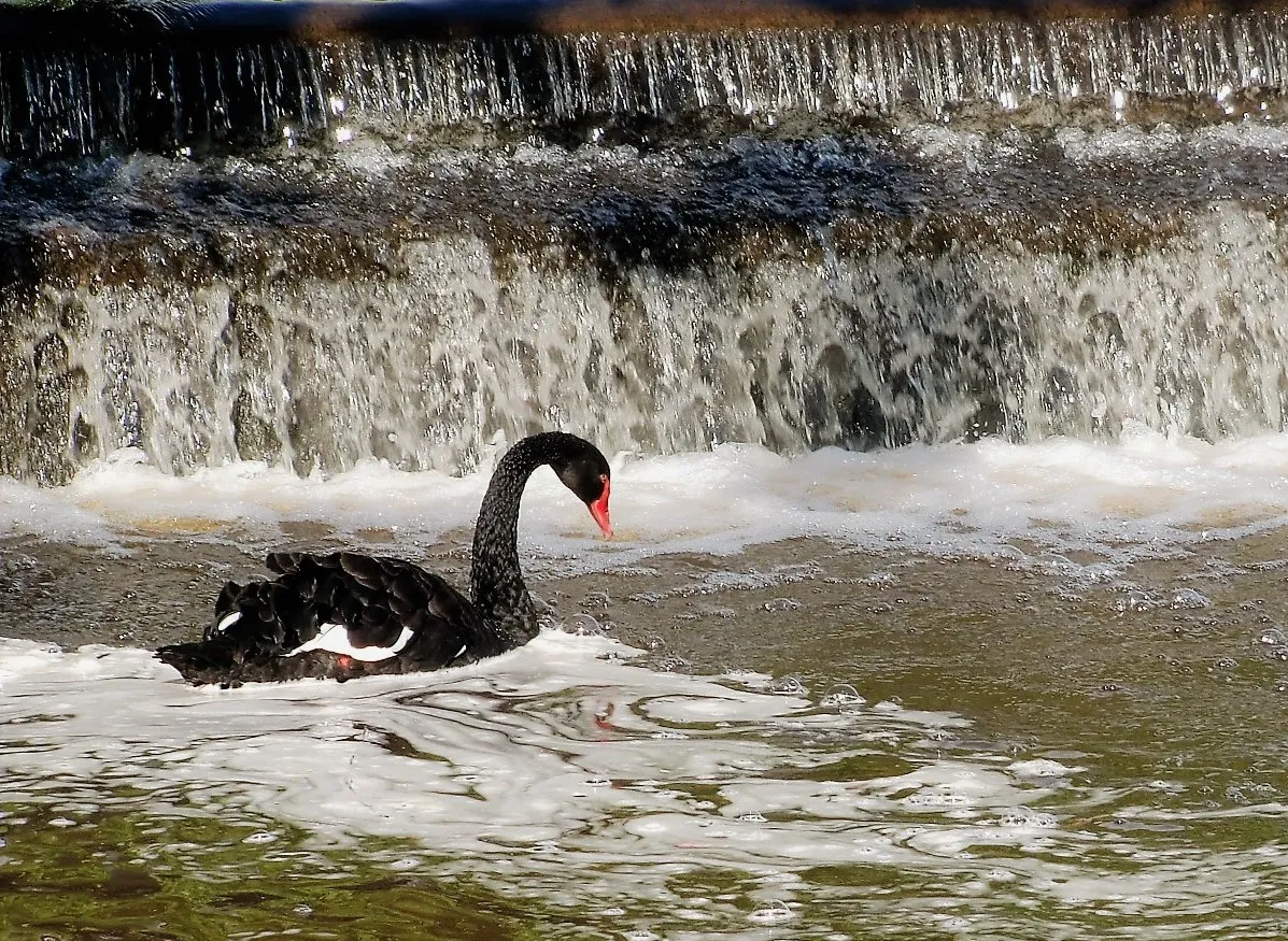 Black Swans Only (no people)