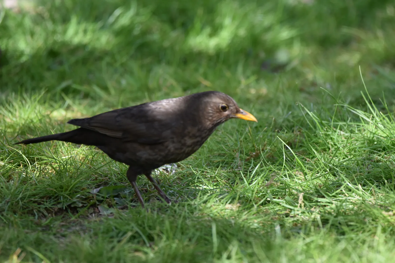 Garden Birds of Britain (in colour)