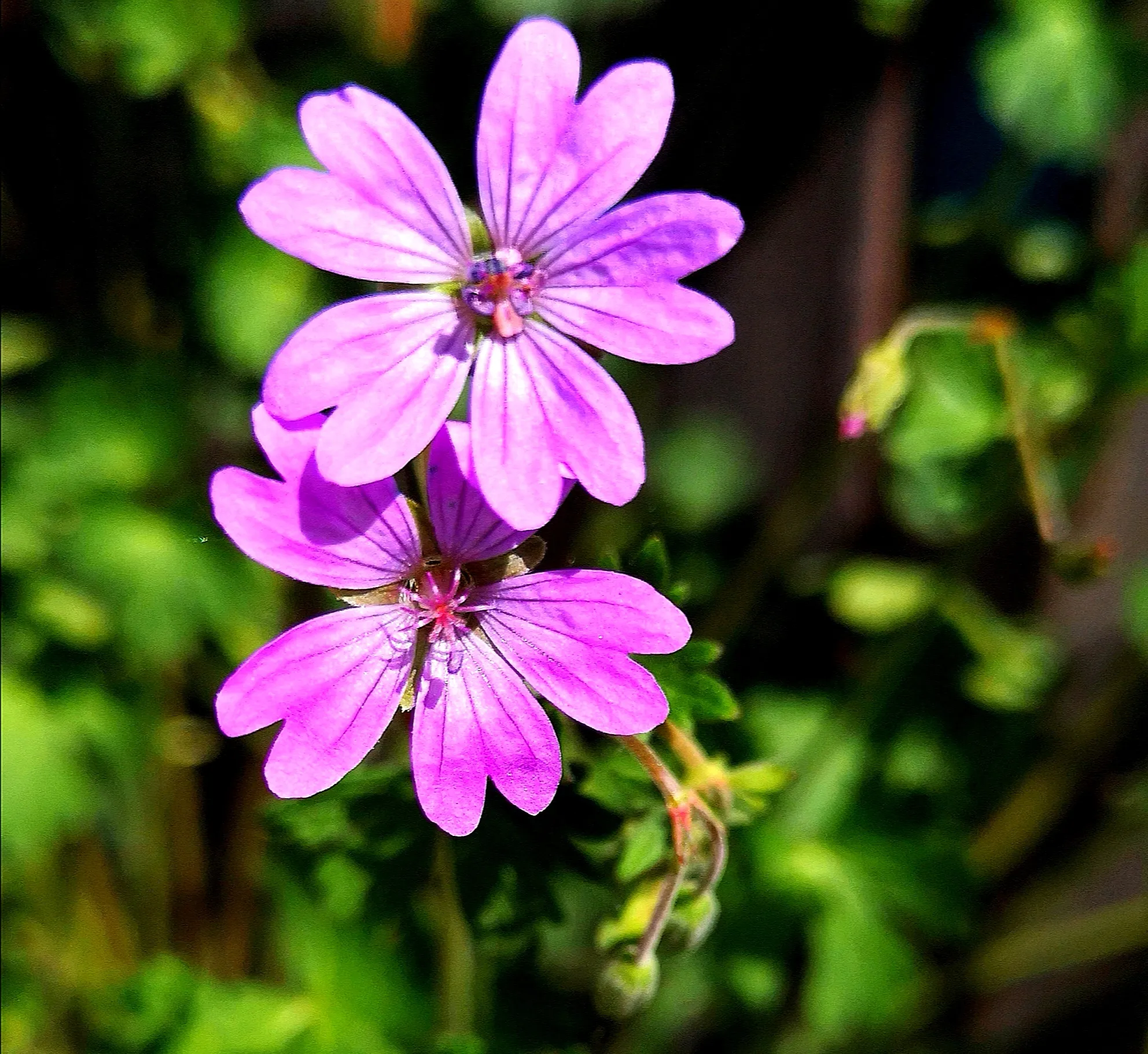 Purple and Green