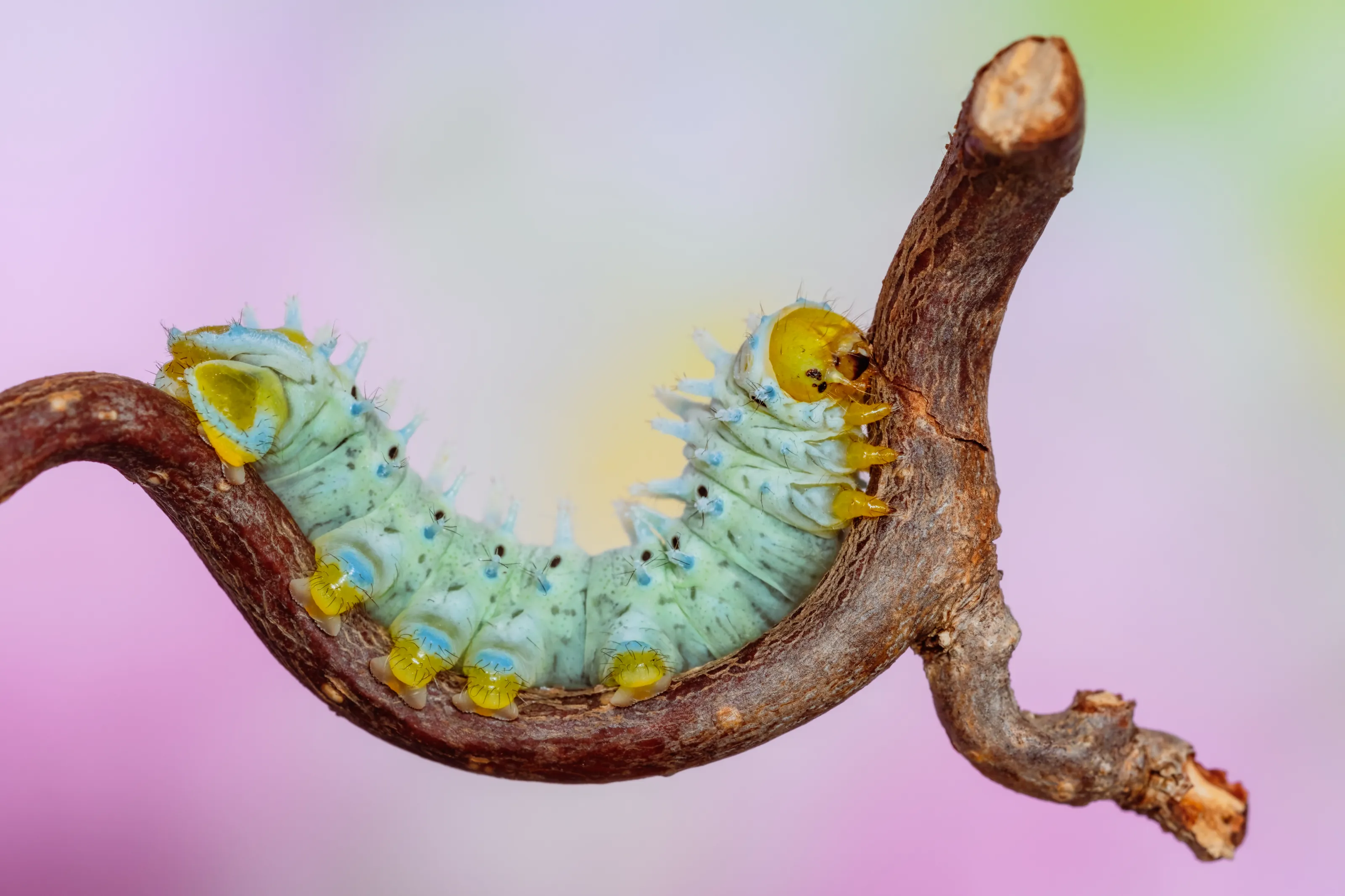 Caterpillars