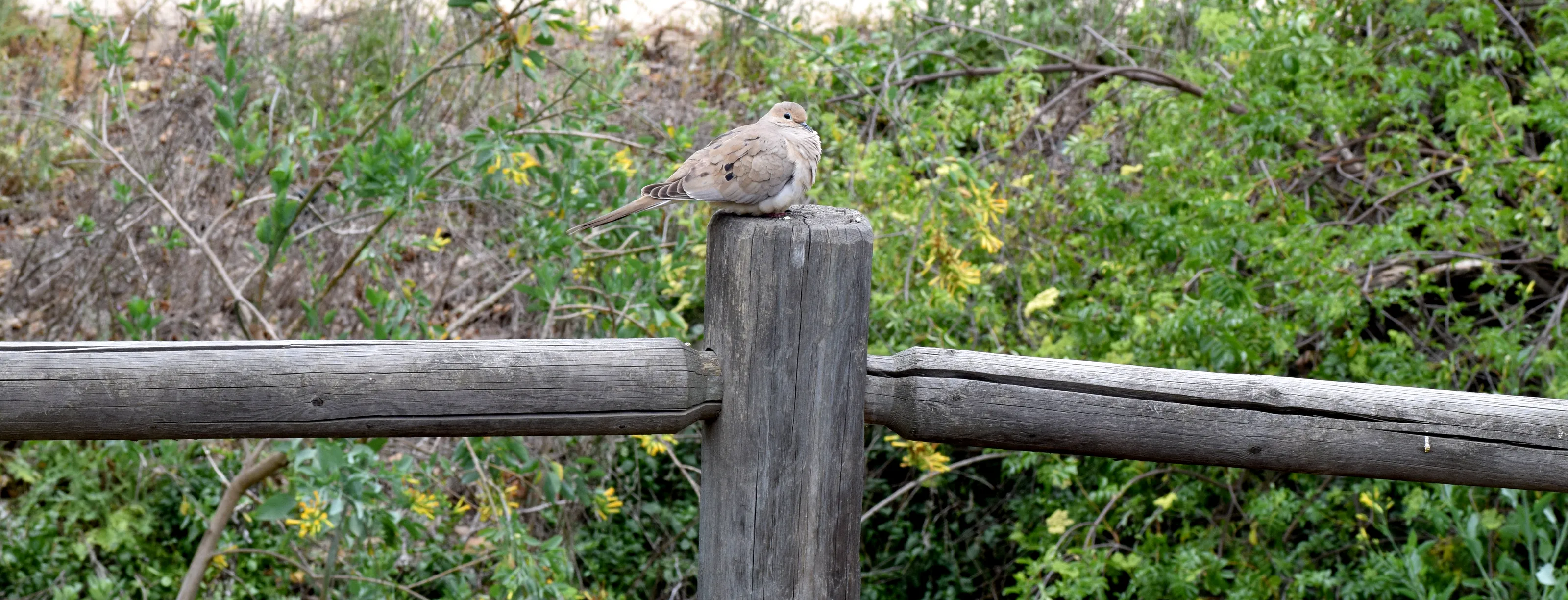 Doves