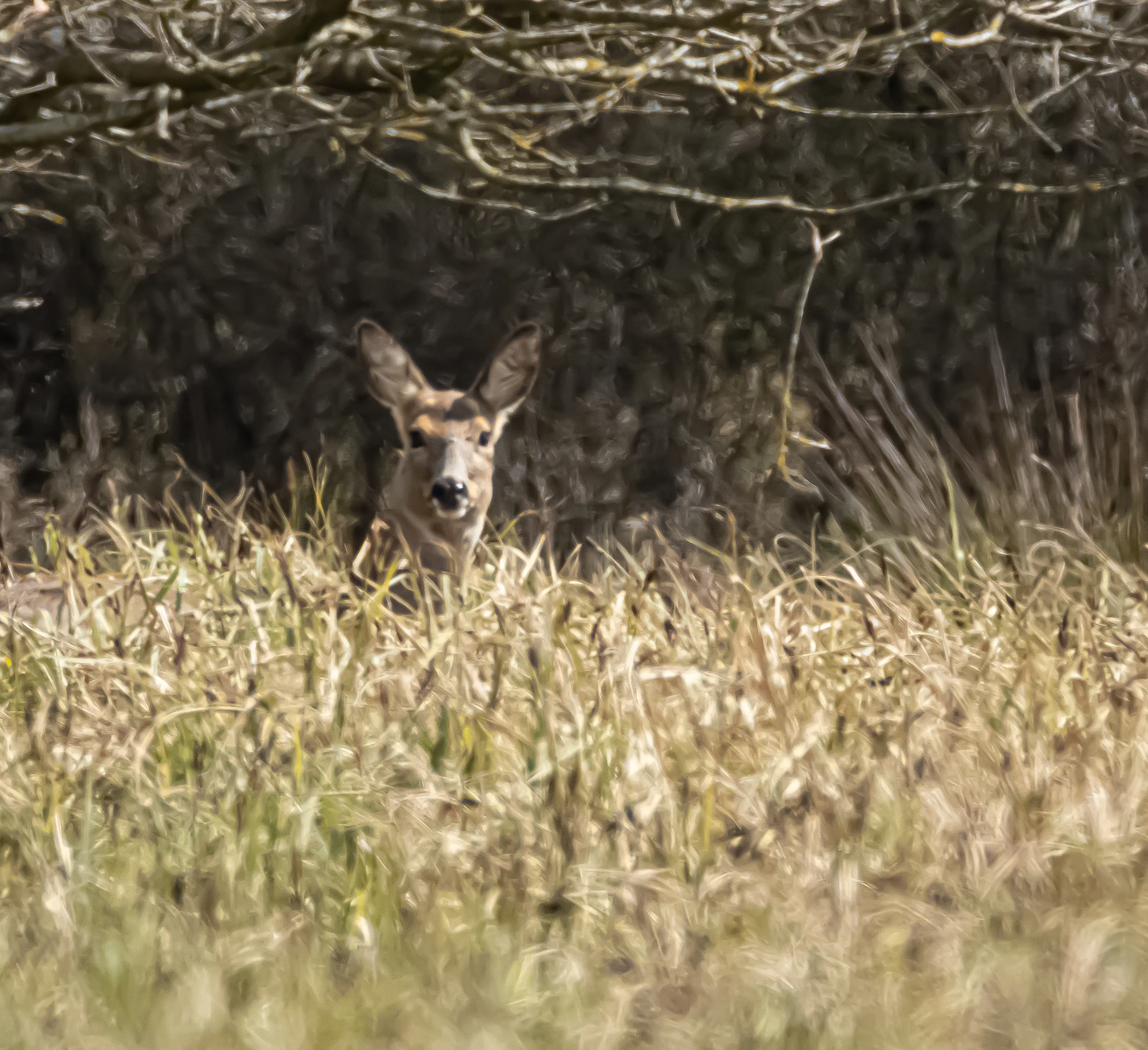 Deer in the Wild