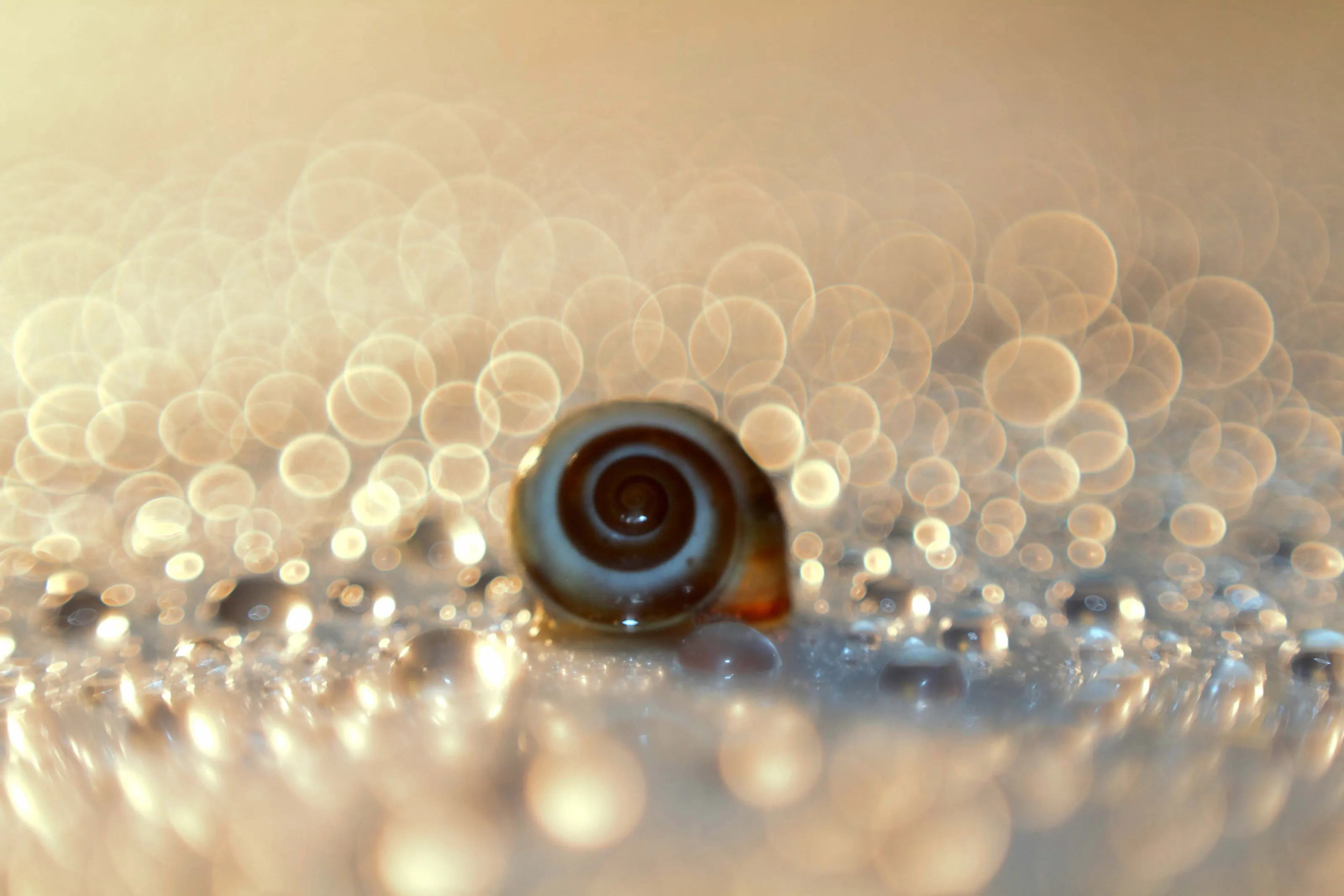 Close-Up or Macro Bokeh