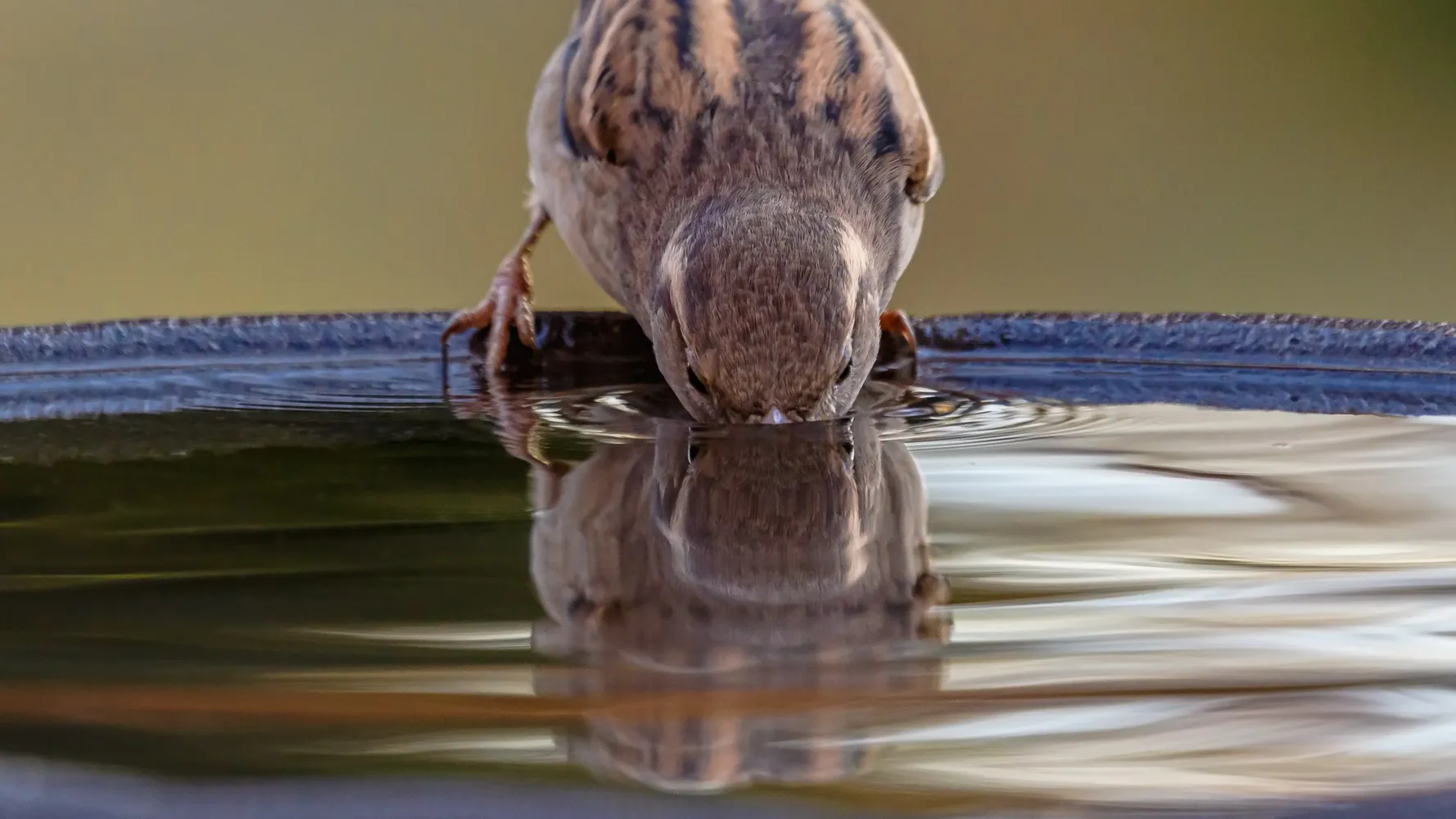 Reflections in Water