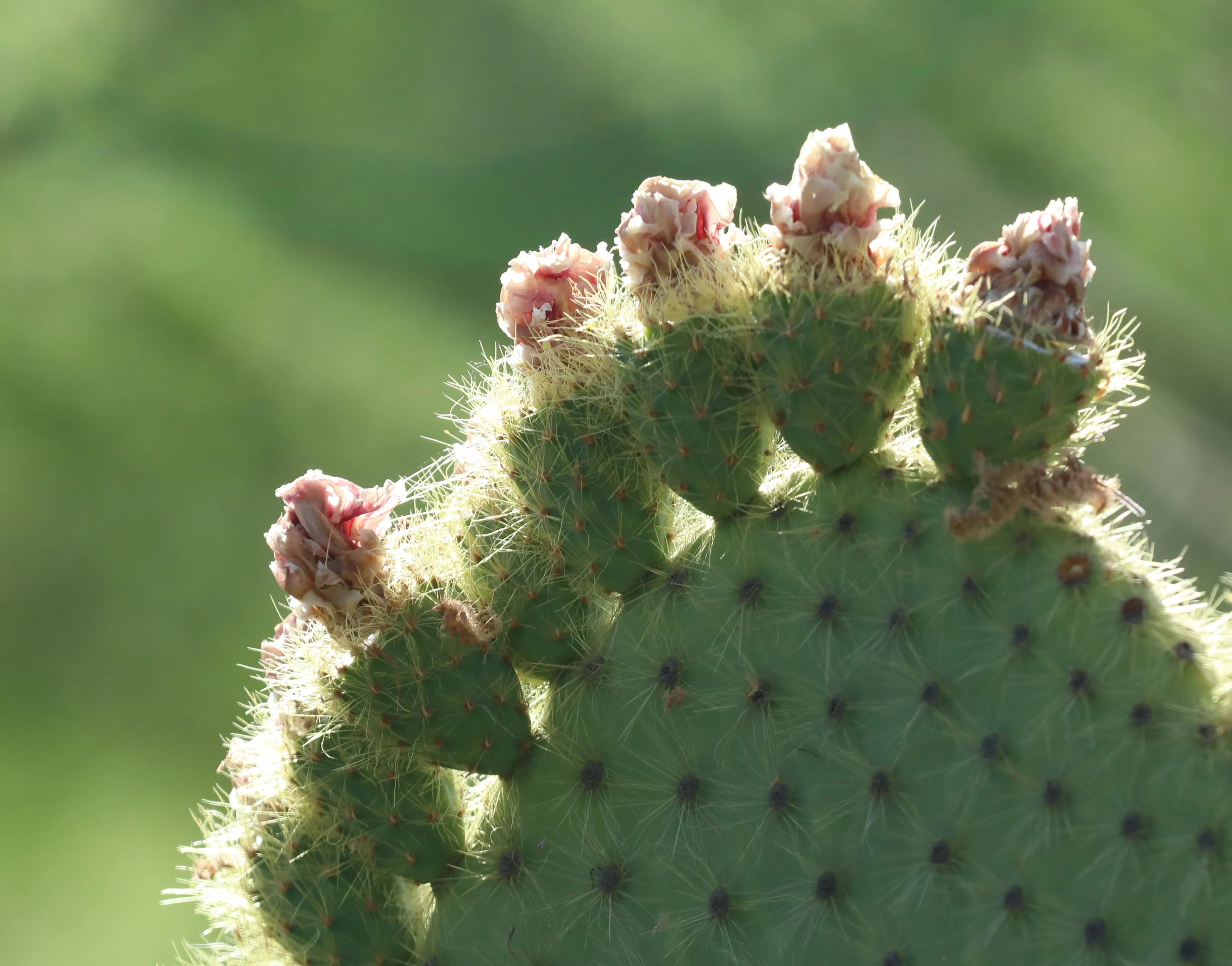 Cacti
