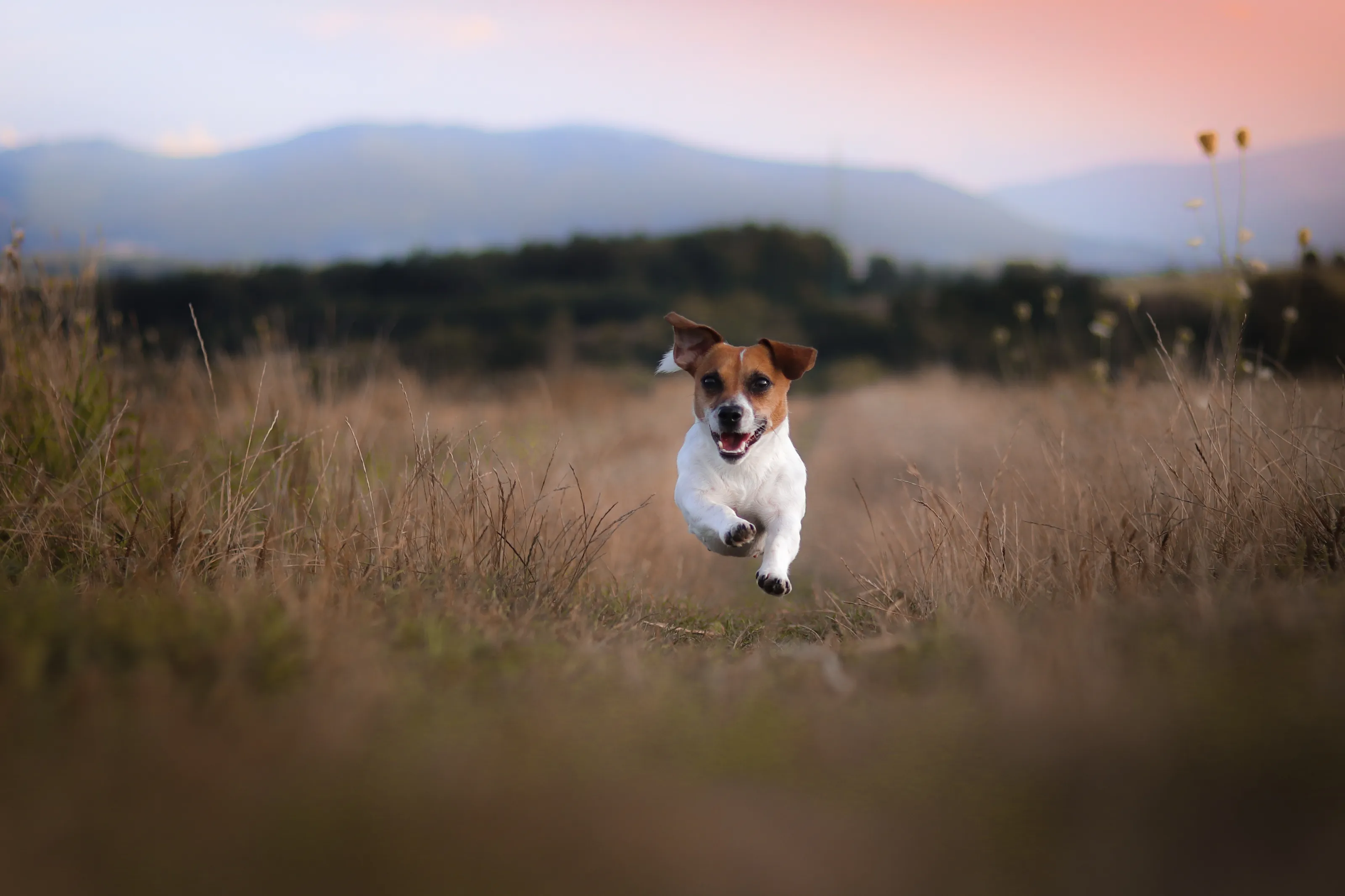 Jack Russell Terriers