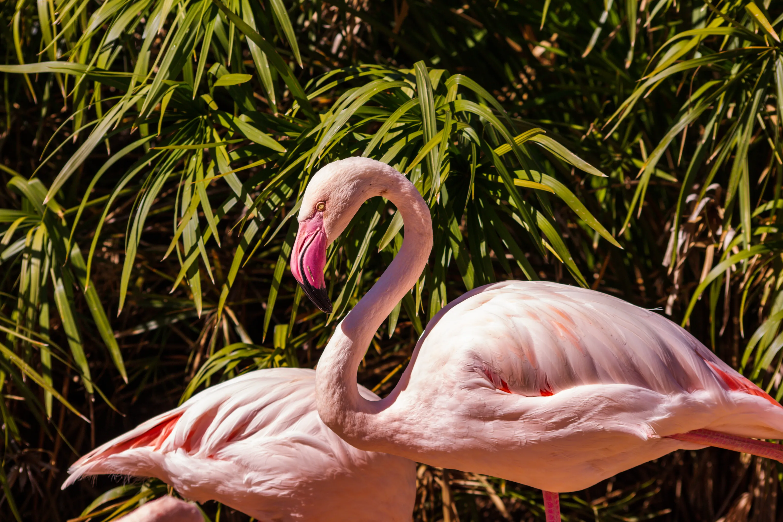 Flamingos in Colour