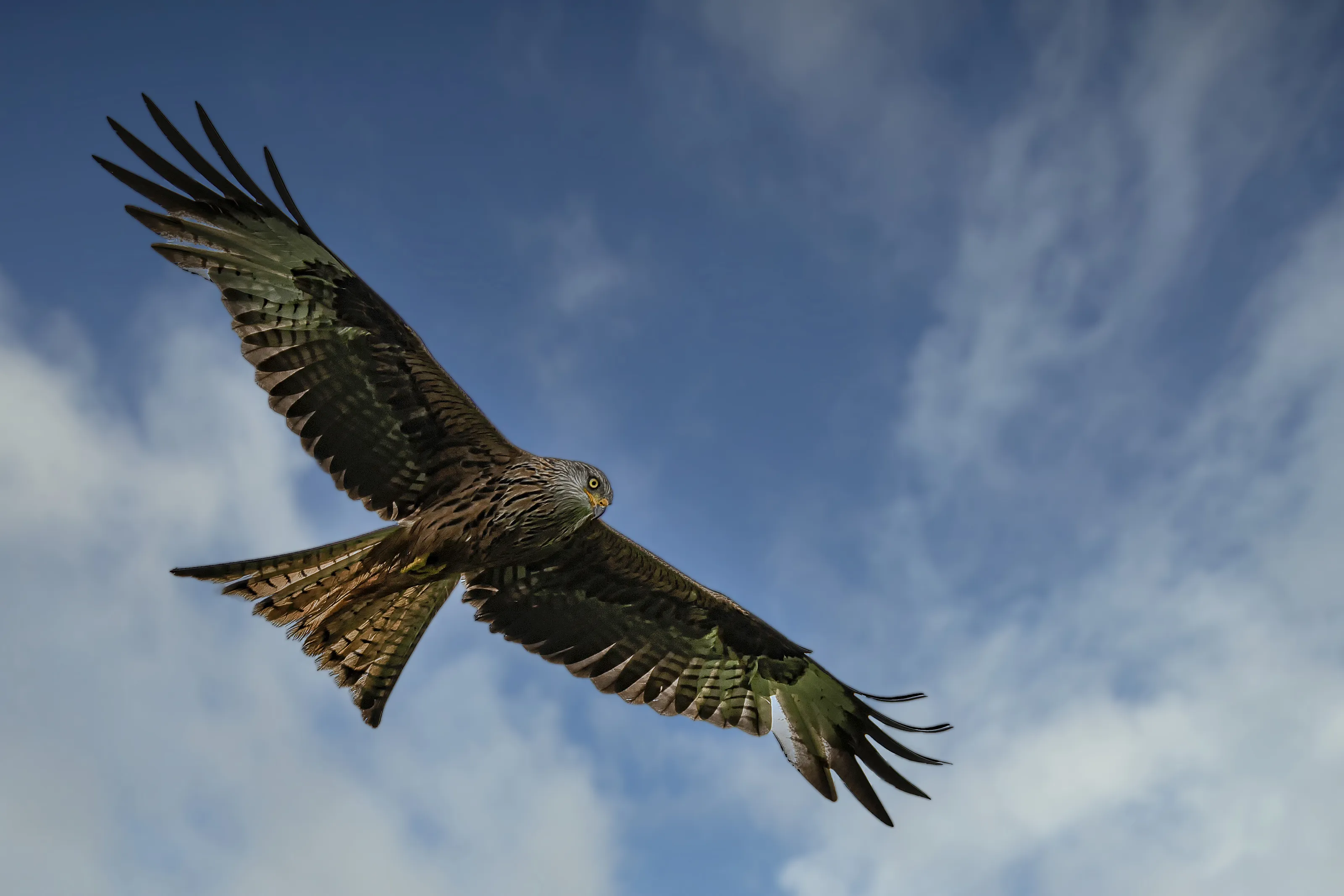 Wild Birds (no kingfishers)