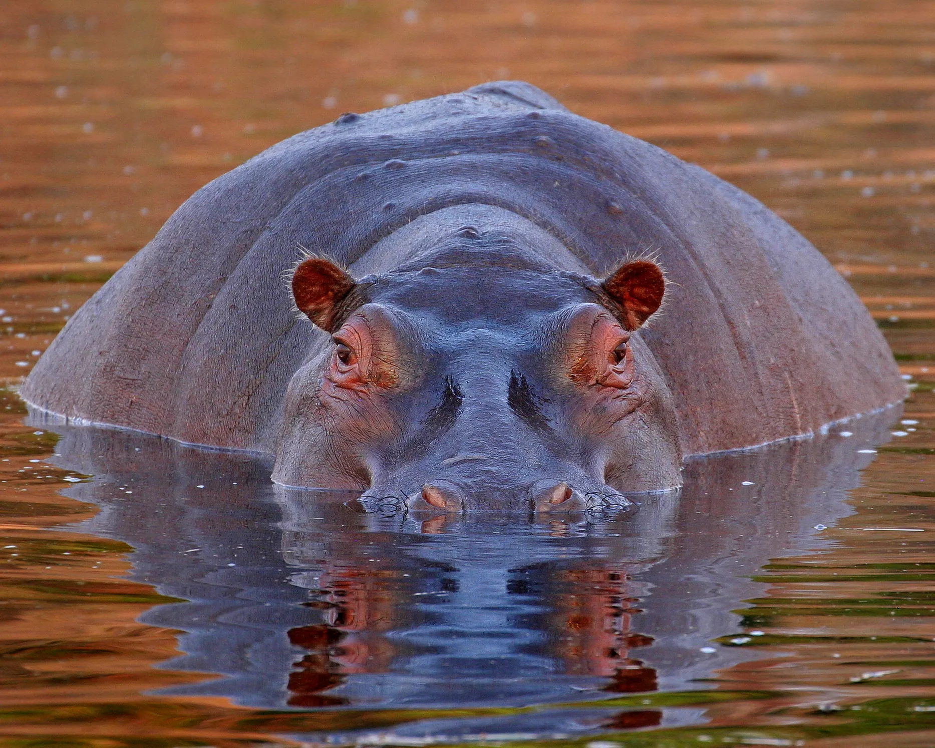 Mammals in the Wild