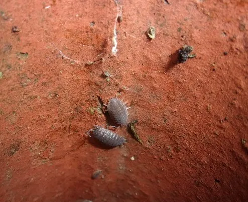 Tiny Animals (no bees or wasps)