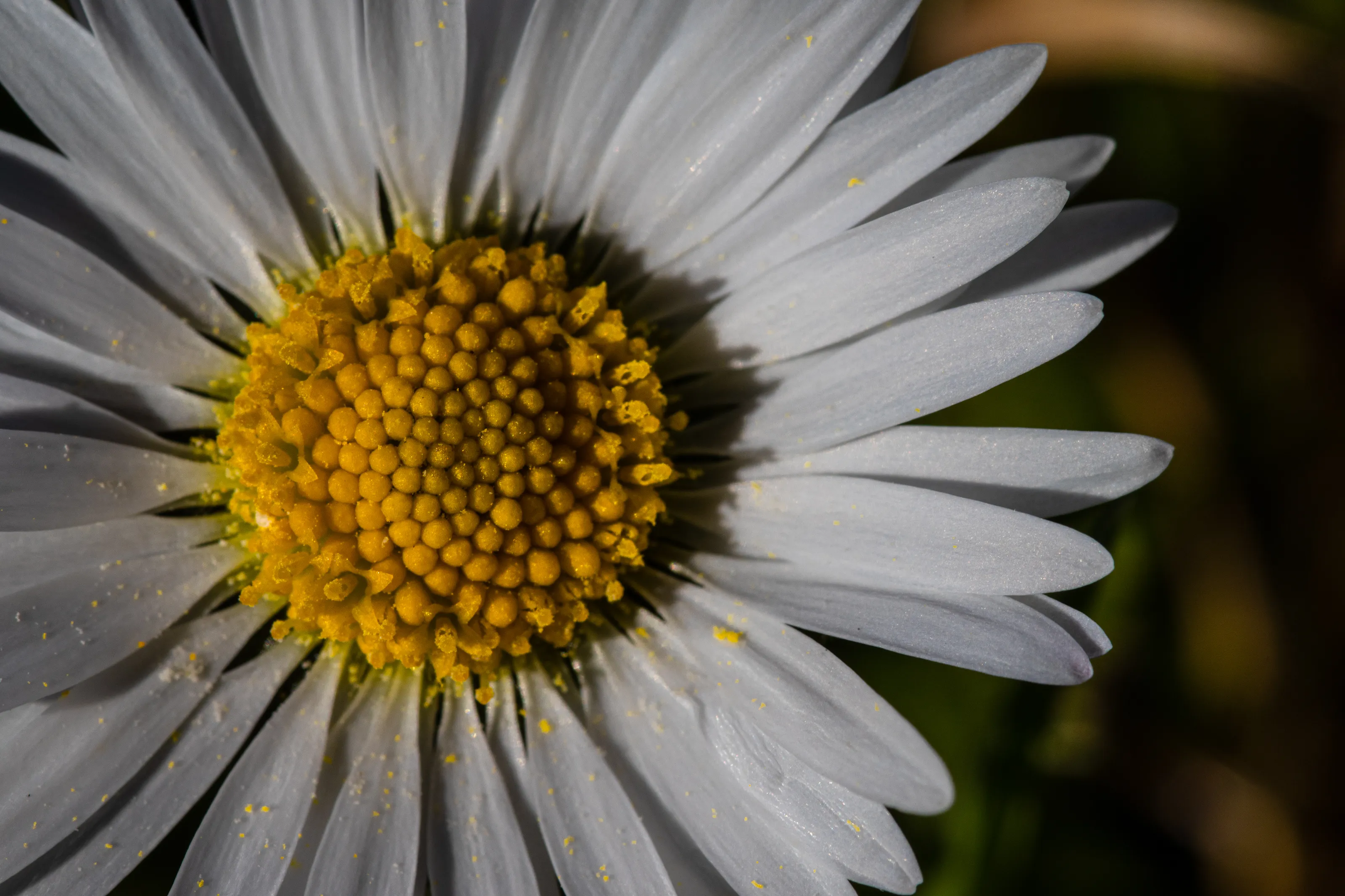 Daisies