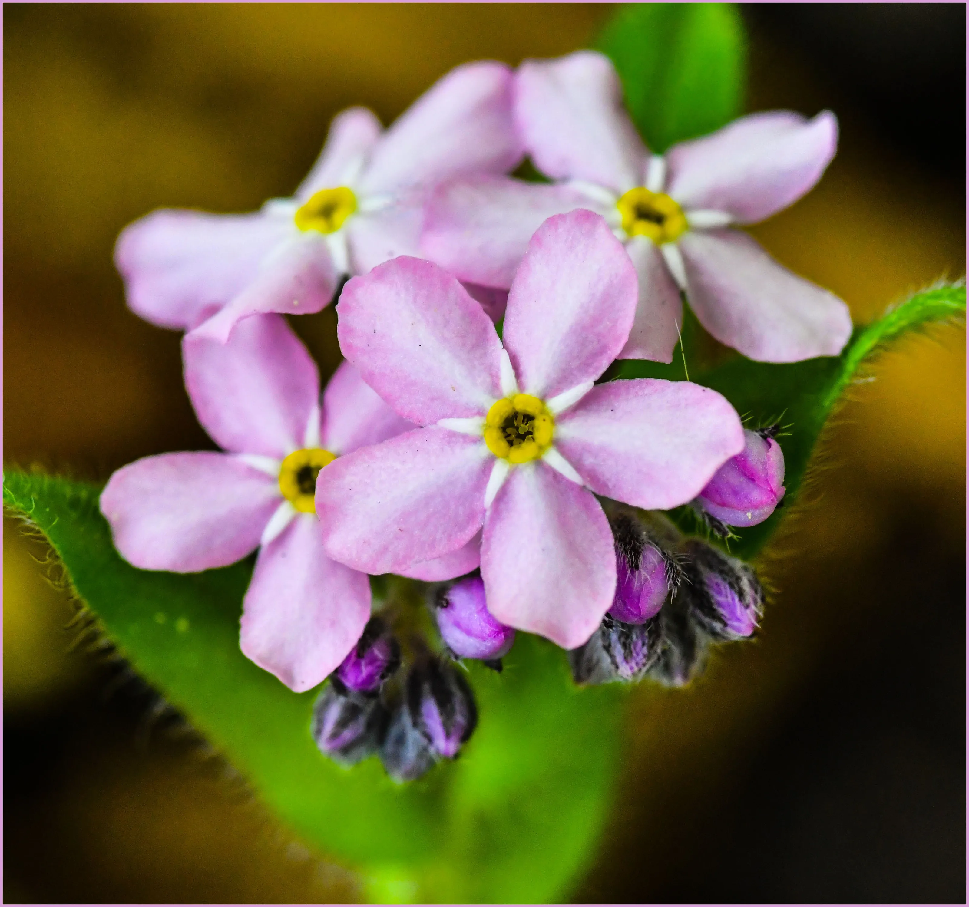 Tiny Flowers that Grow in Bunches and Clusters