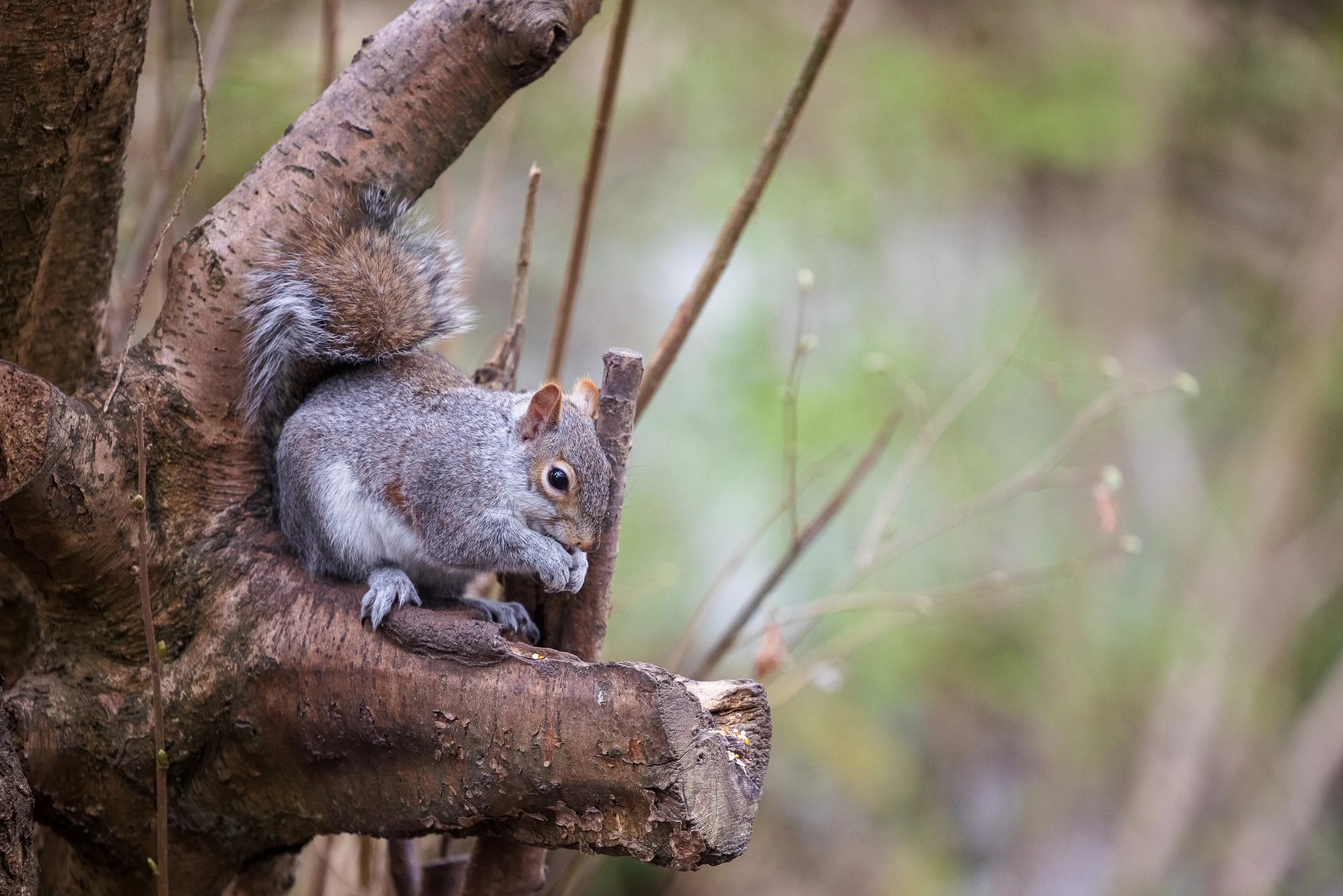 Wild Squirrels (no people)