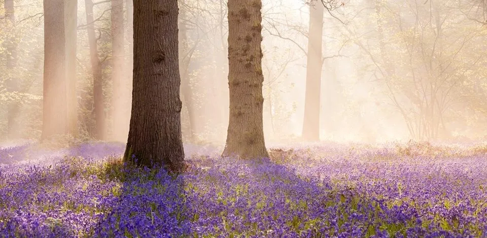 Bluebells (in colour)