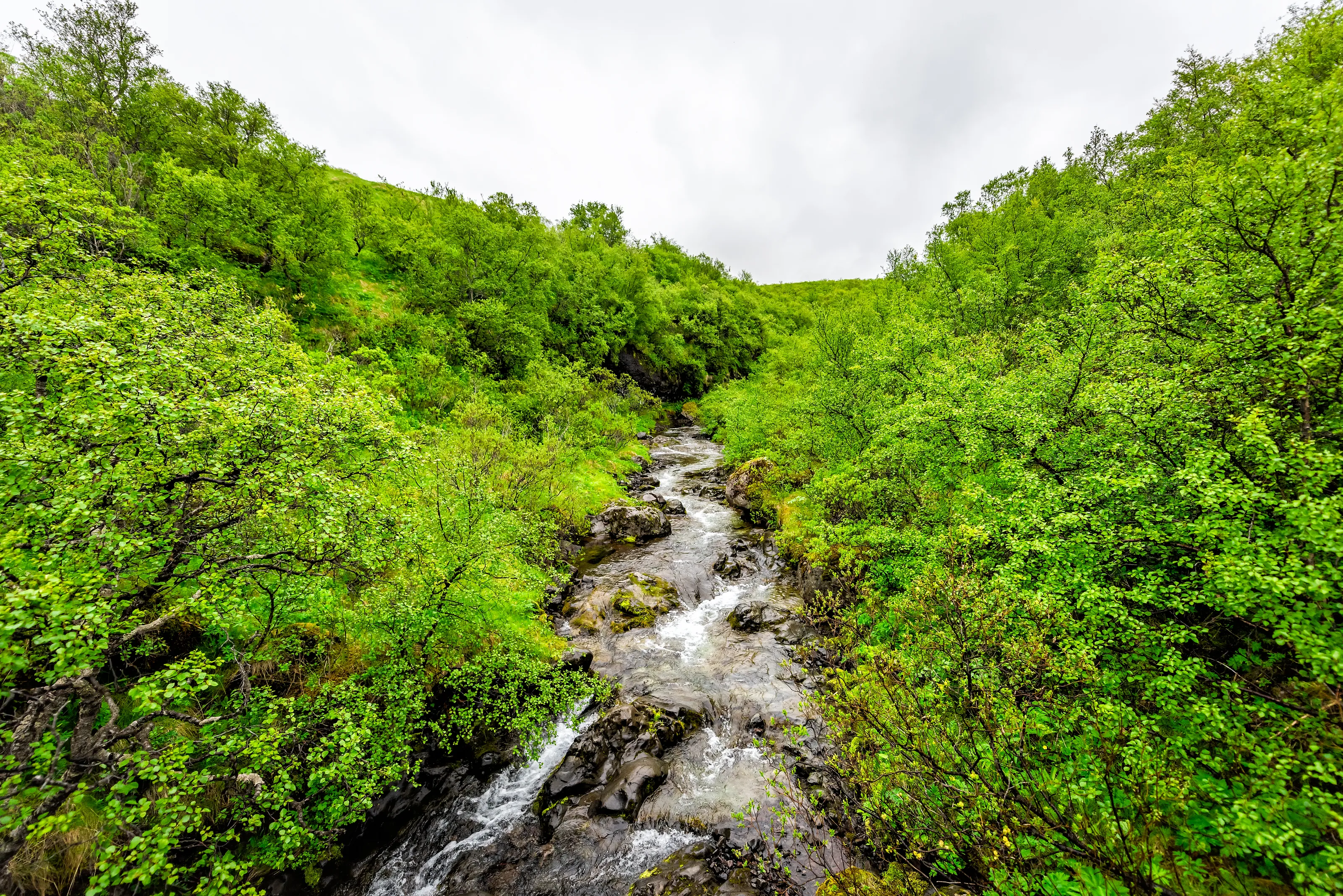 Lush Green Summer Landscapes (in colour)