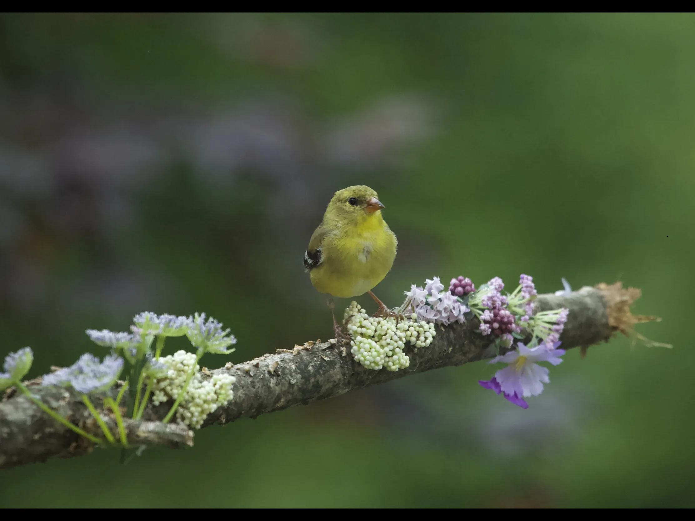 Birds on a Flowering Branch (in colour)