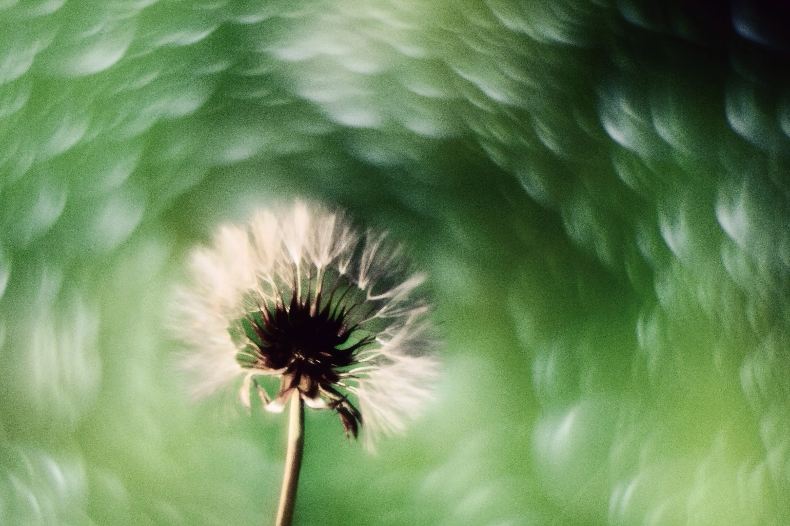 Dreamy Flowers or Insects