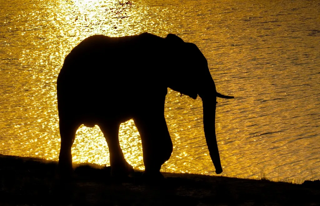 Animal Silhouettes