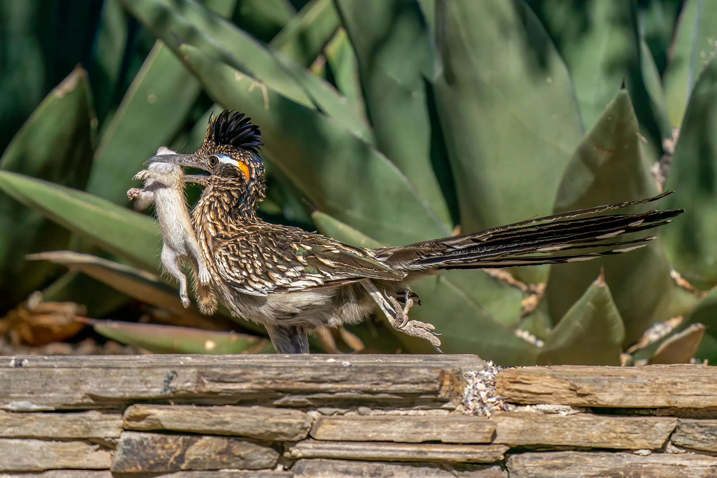 Animals and their Prey