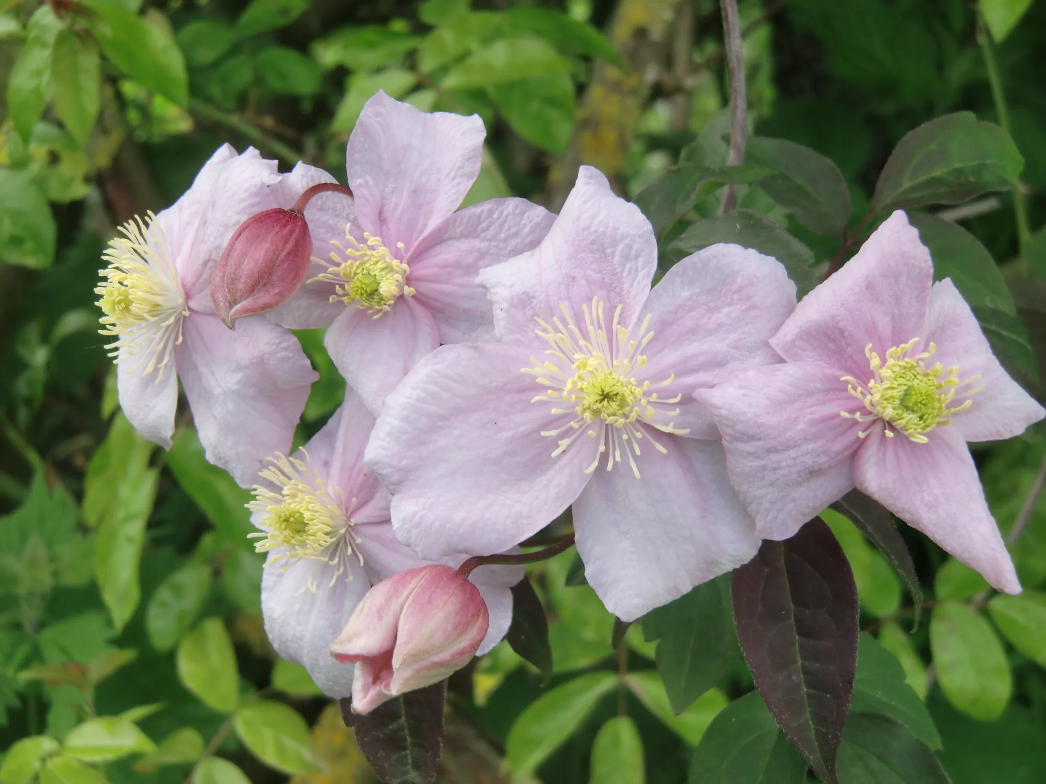 Clematis in Colour