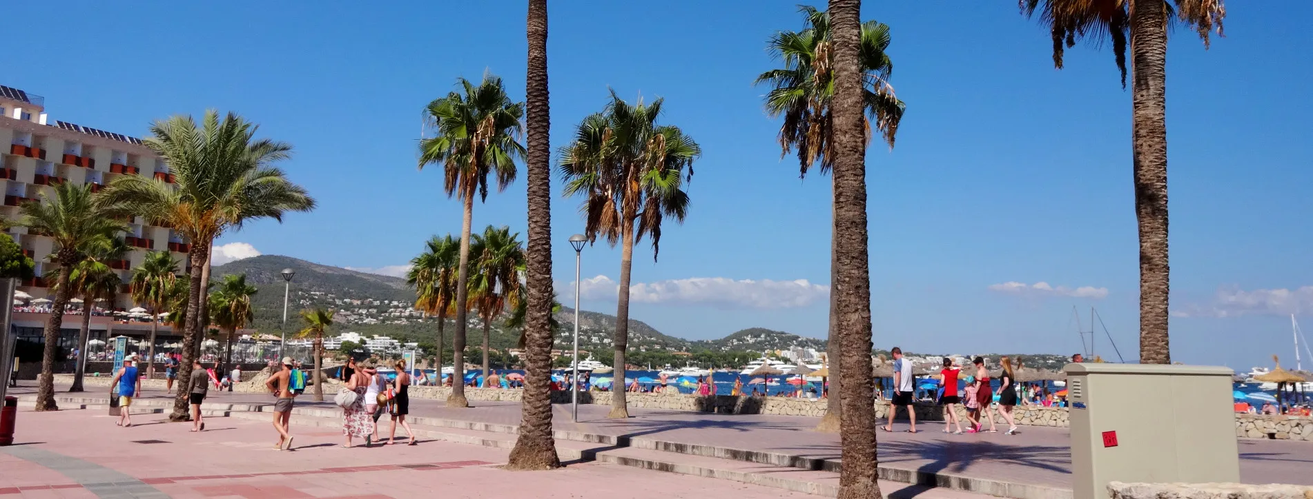 Palm Trees on a Promenade or Roadside  (in colour)