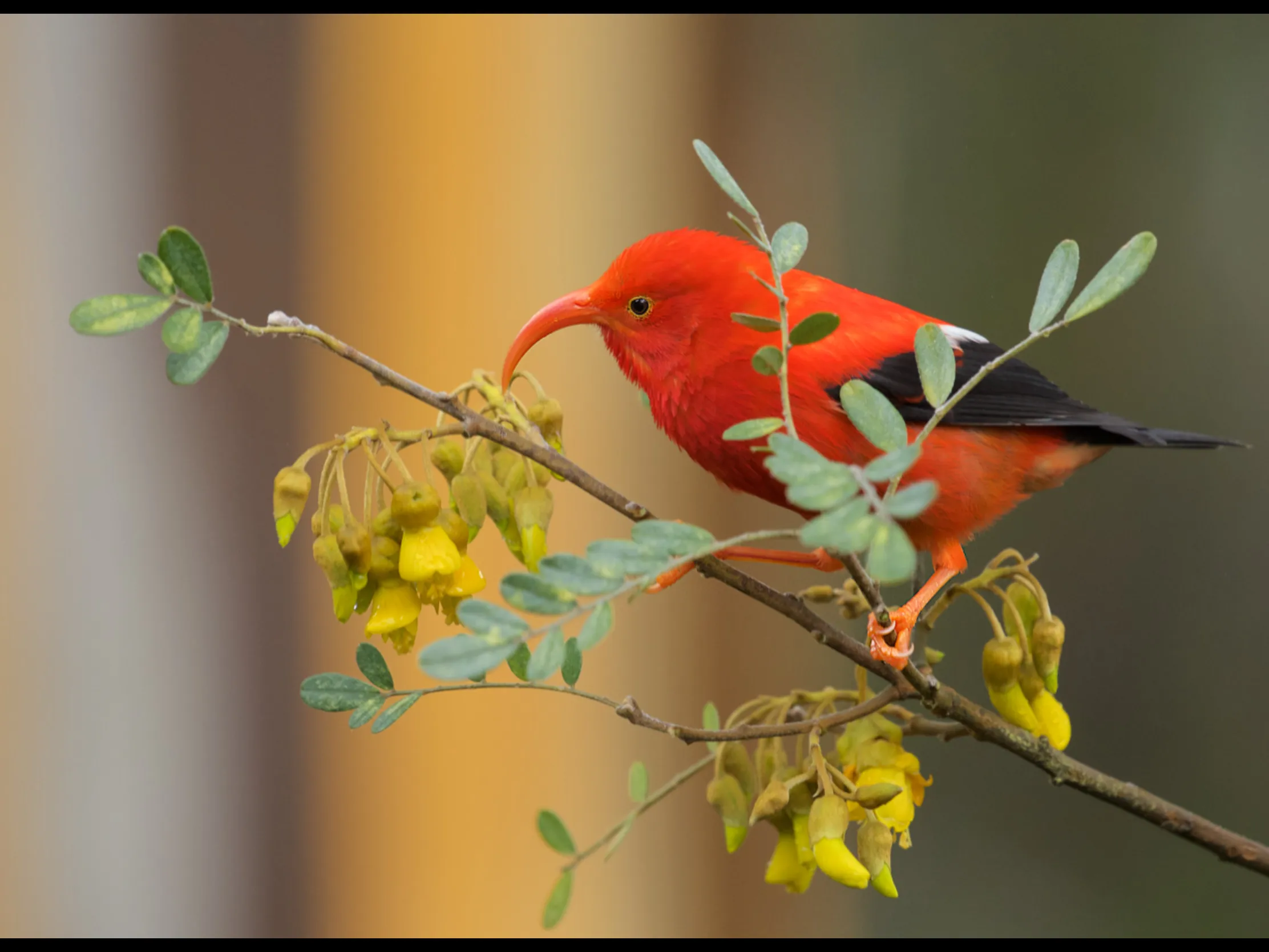 Red Birds (no cardinals)