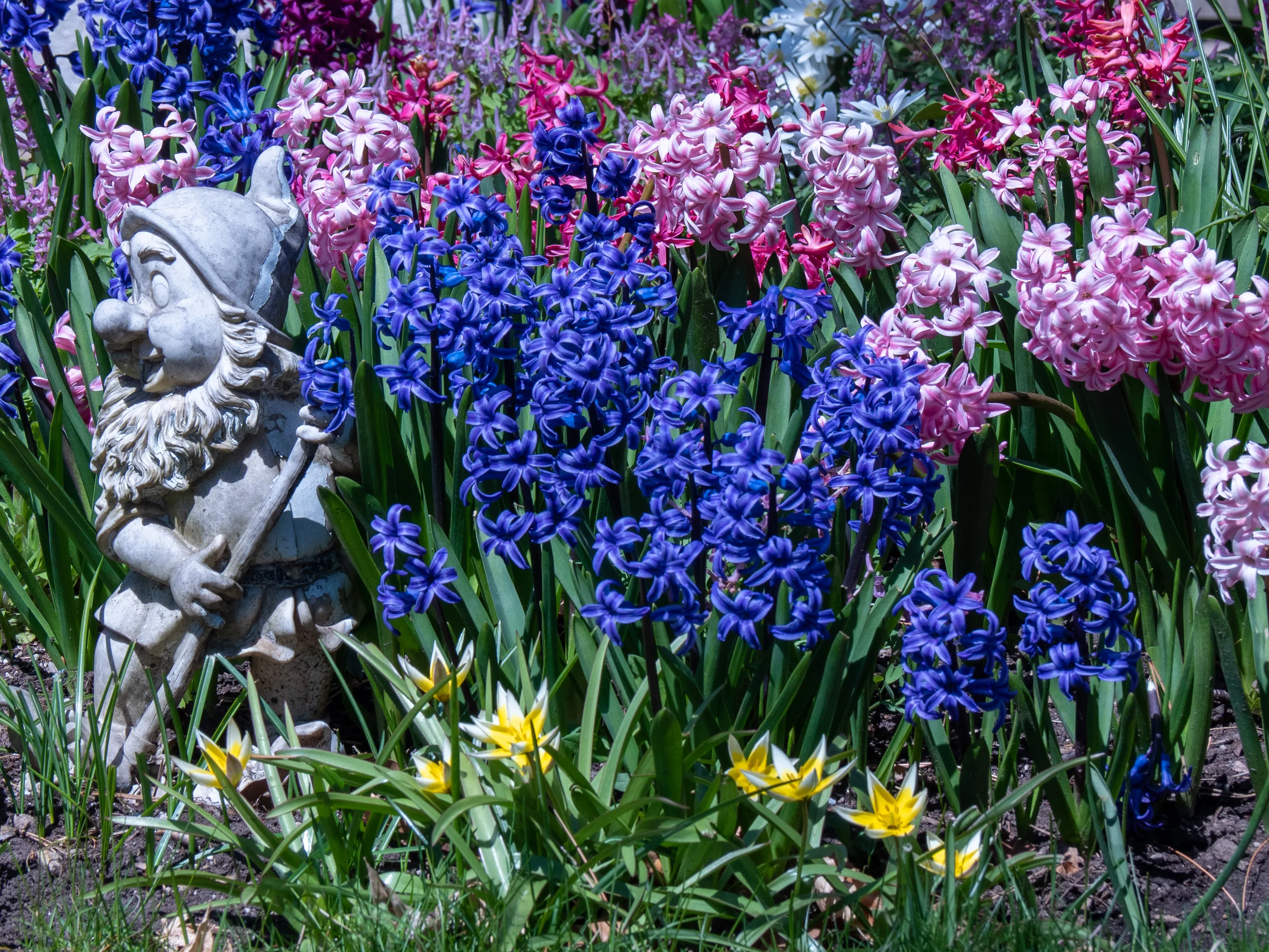 Neighbourhood Gardens (in colour)