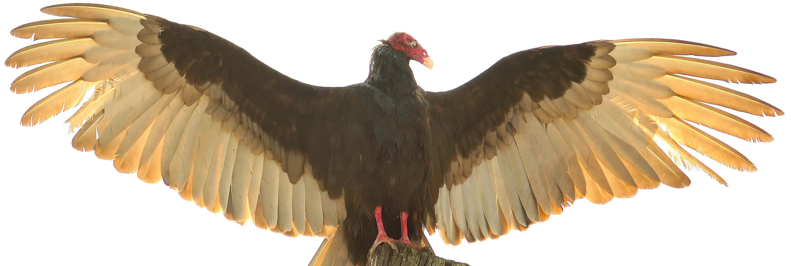 Vultures of the World (no people)