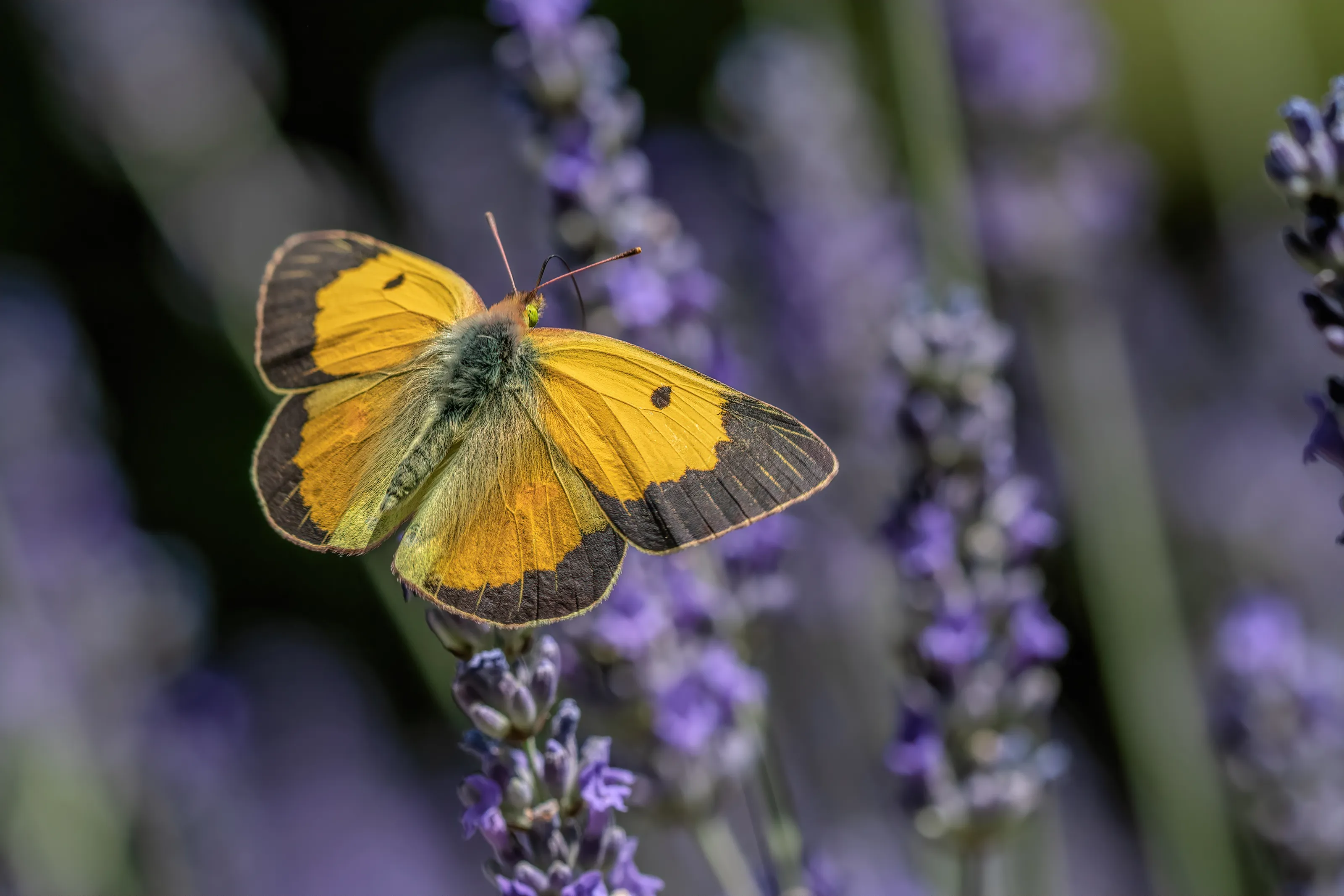 Moths and Butterflies (in colour)