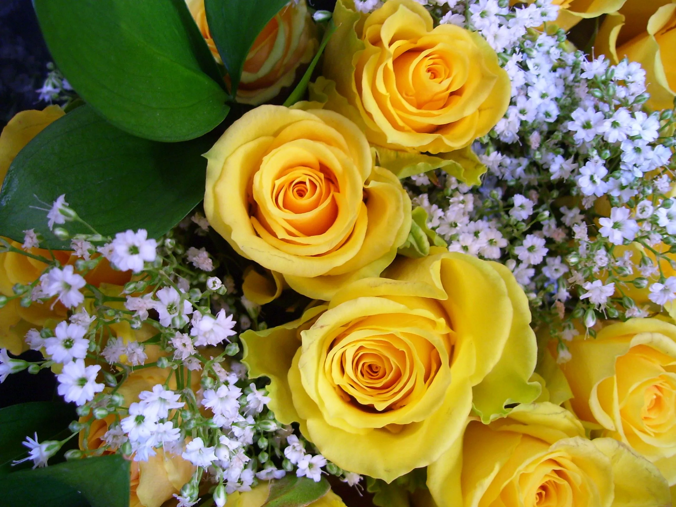 Yellow Flowers with White Flowers