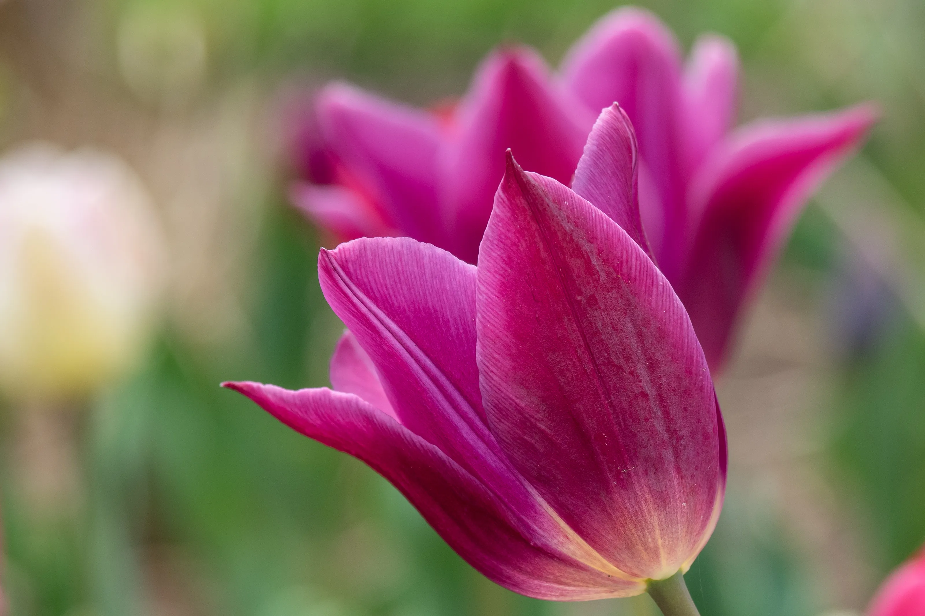 Outdoor Close-Ups of Flowers Still Growing