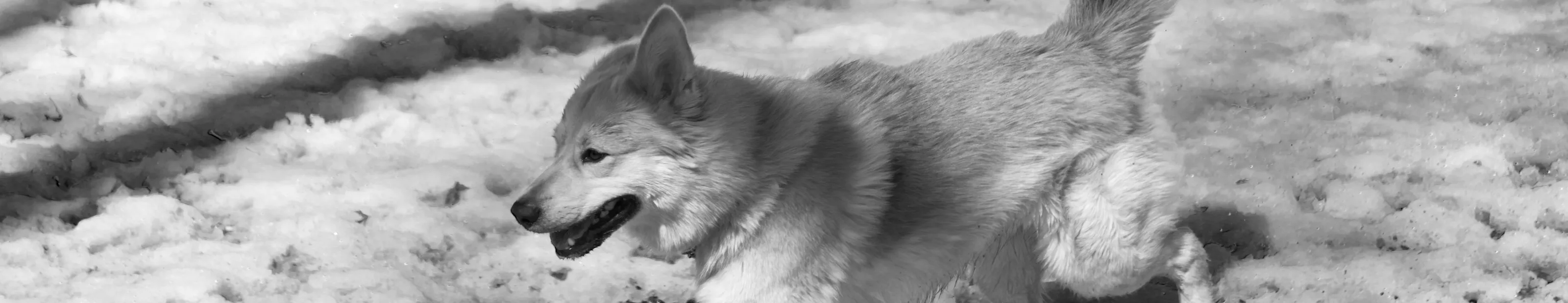 Pets in Monochrome