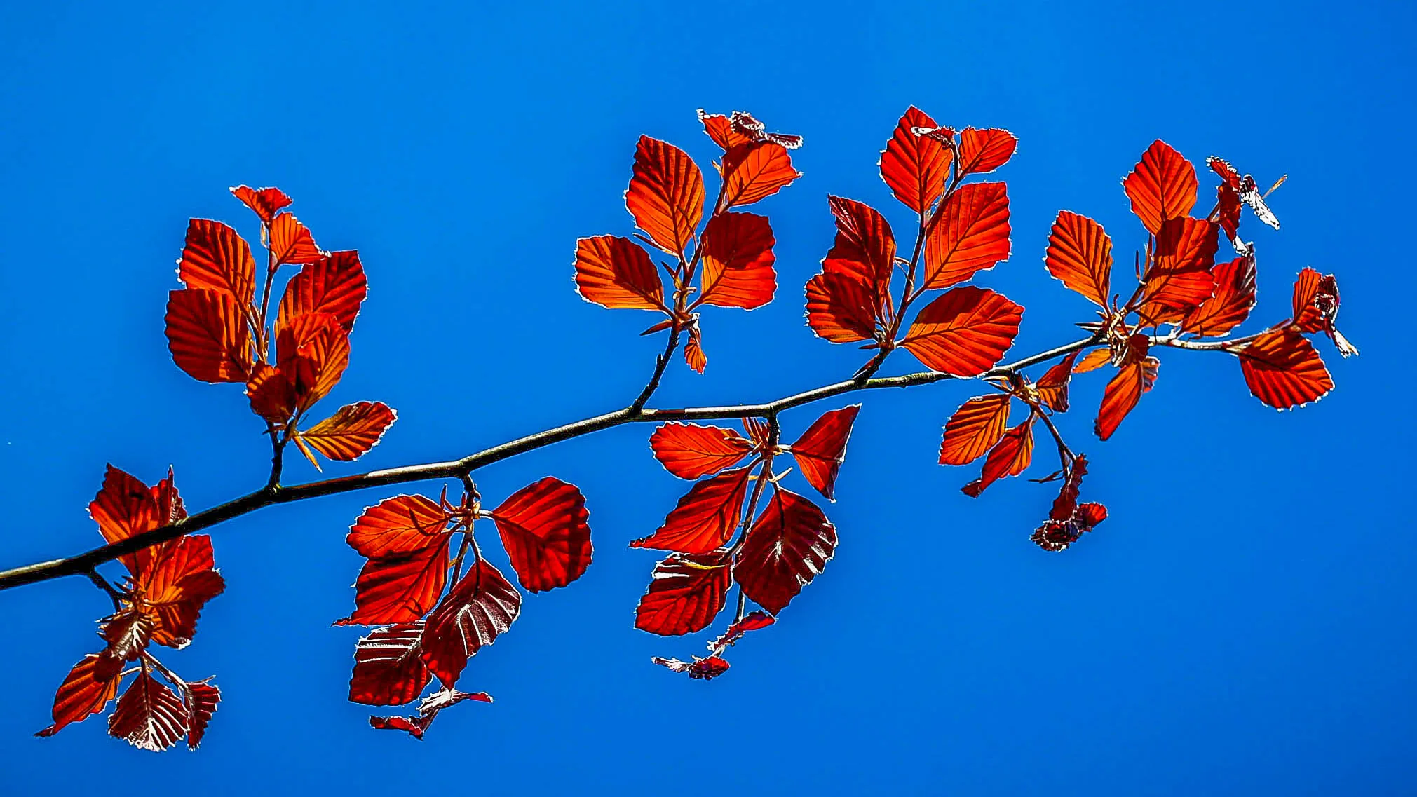Leaves That Are Not Green
