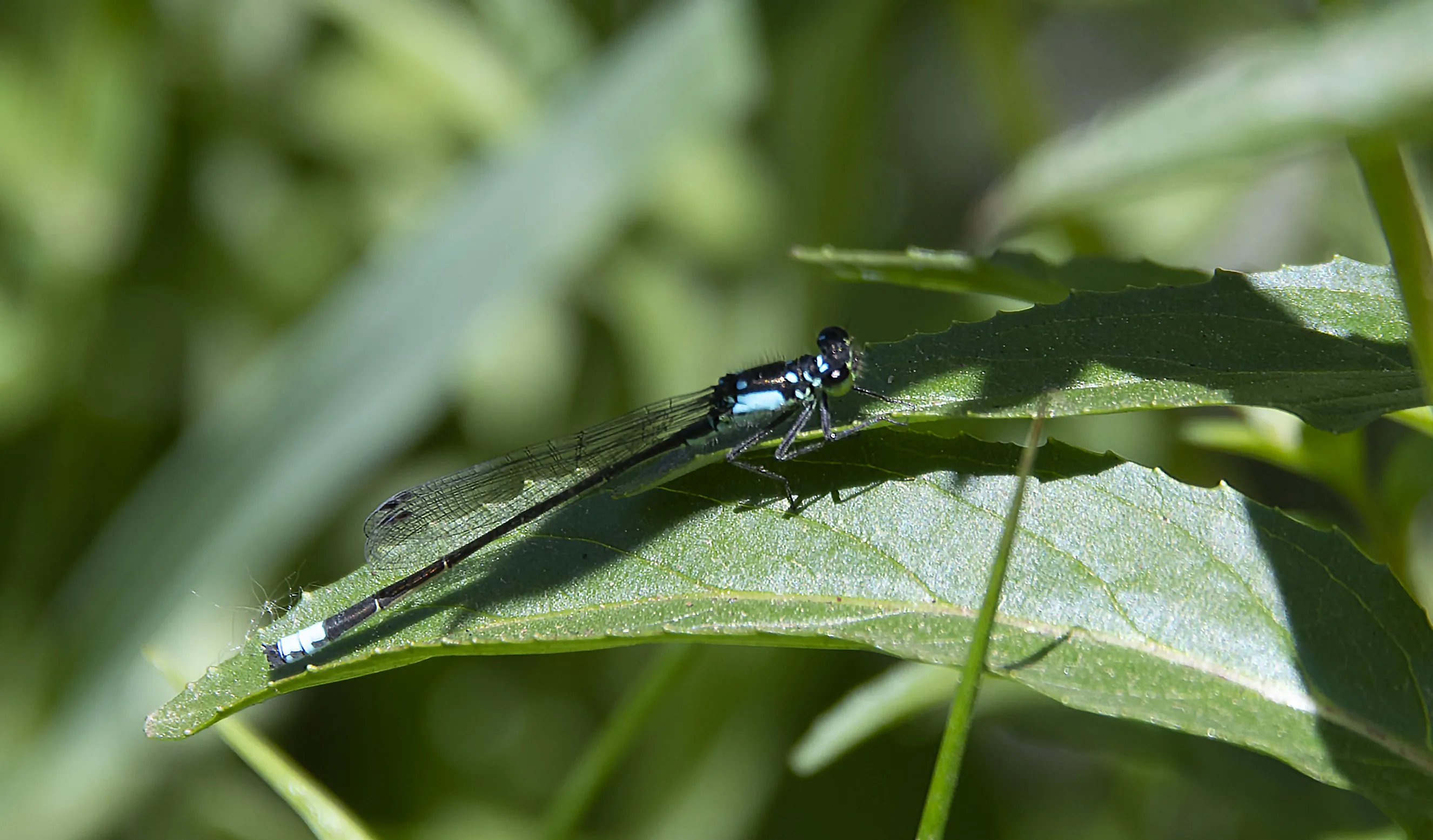 Damselflies