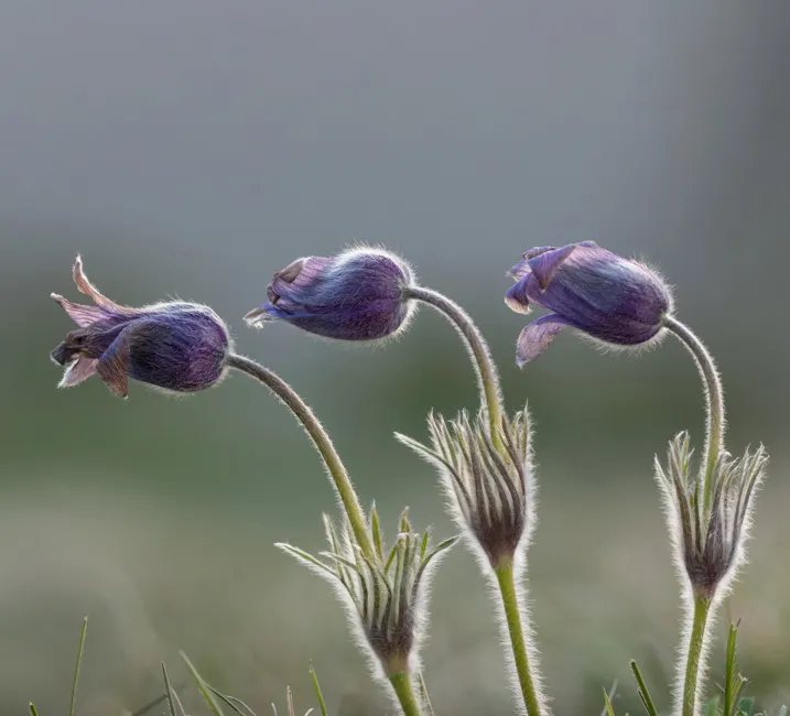 Wildflowers
