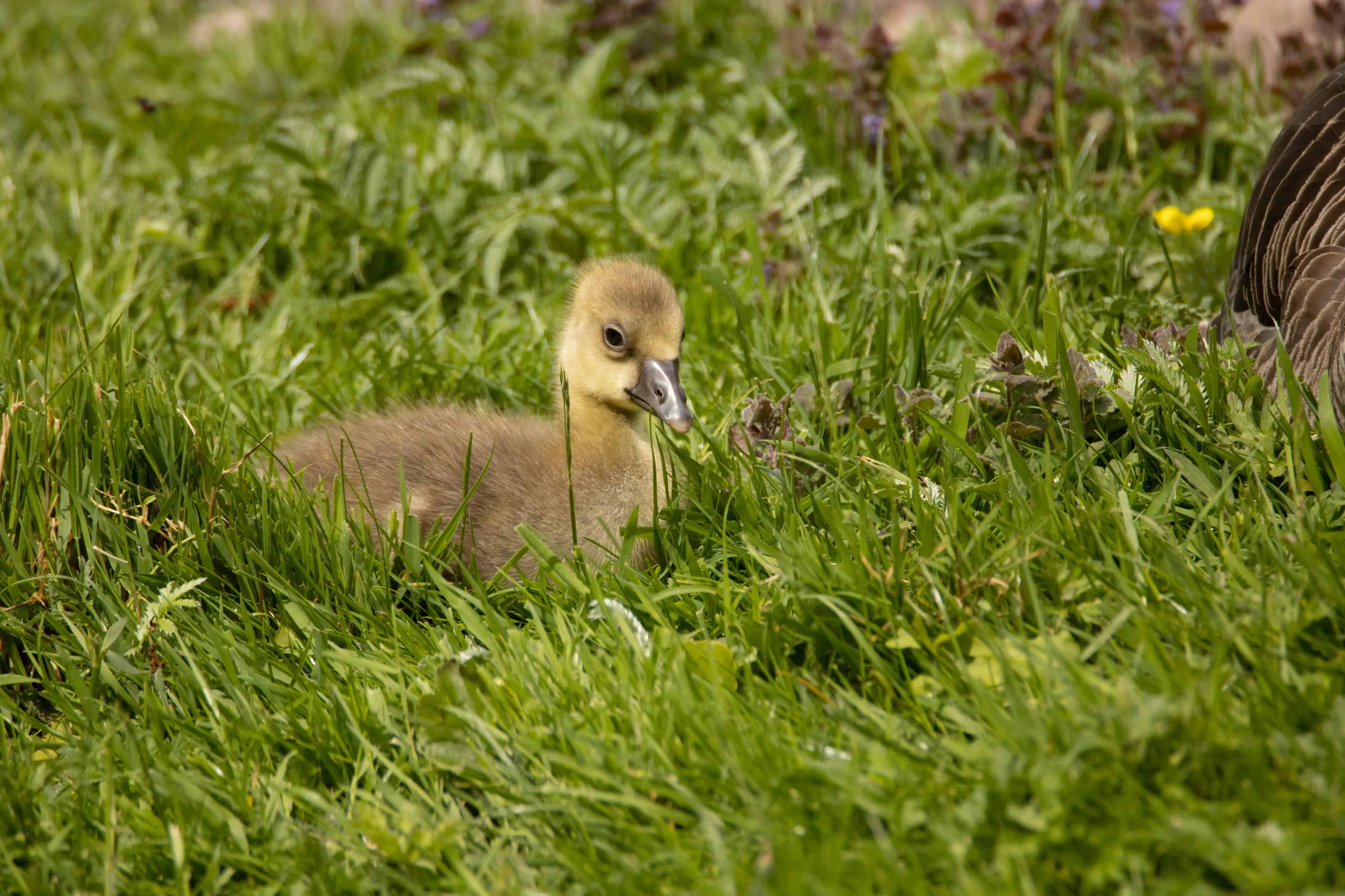 Goslings, Ducklings and Cygnets