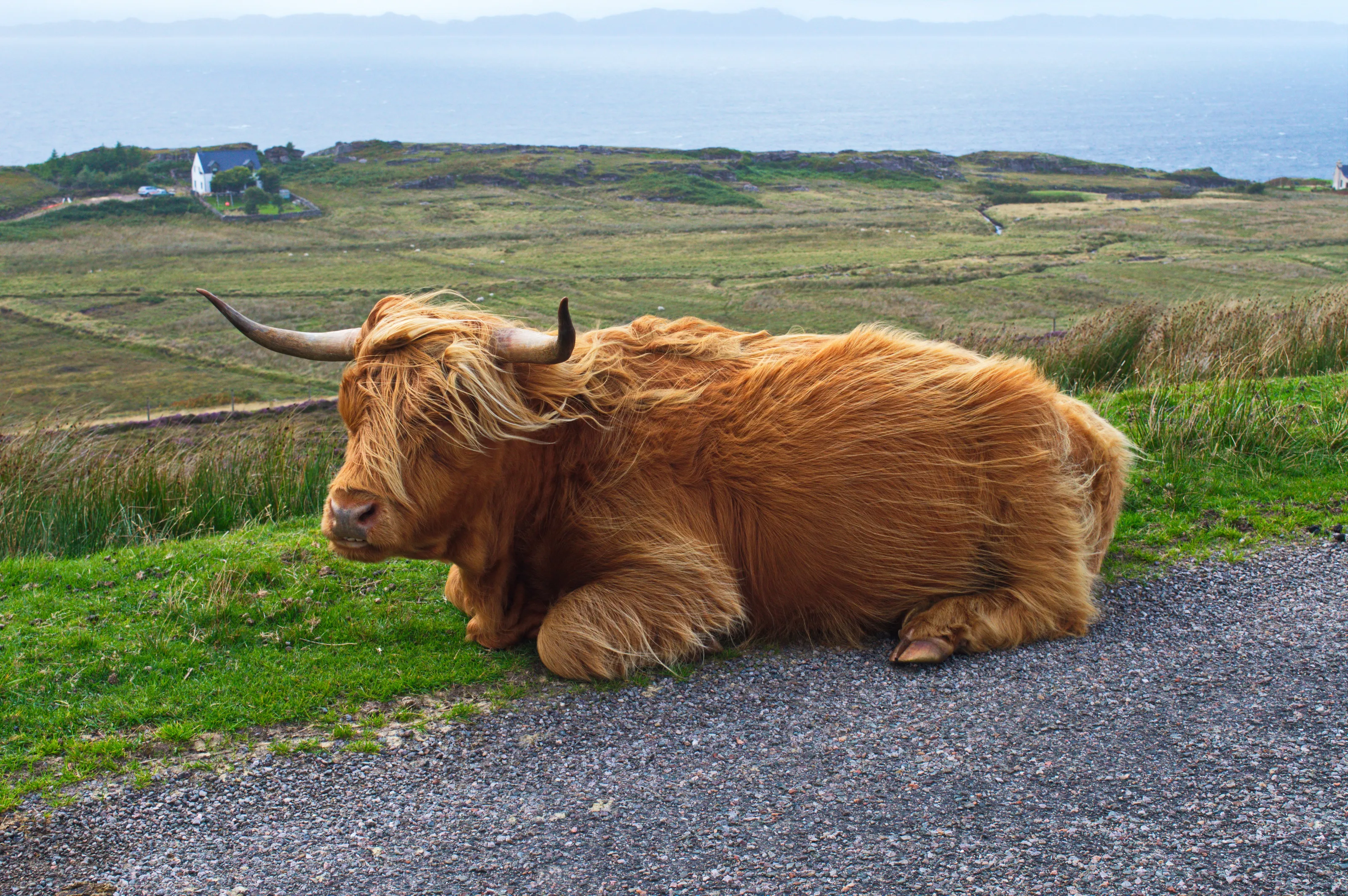 Cattle (no calves)