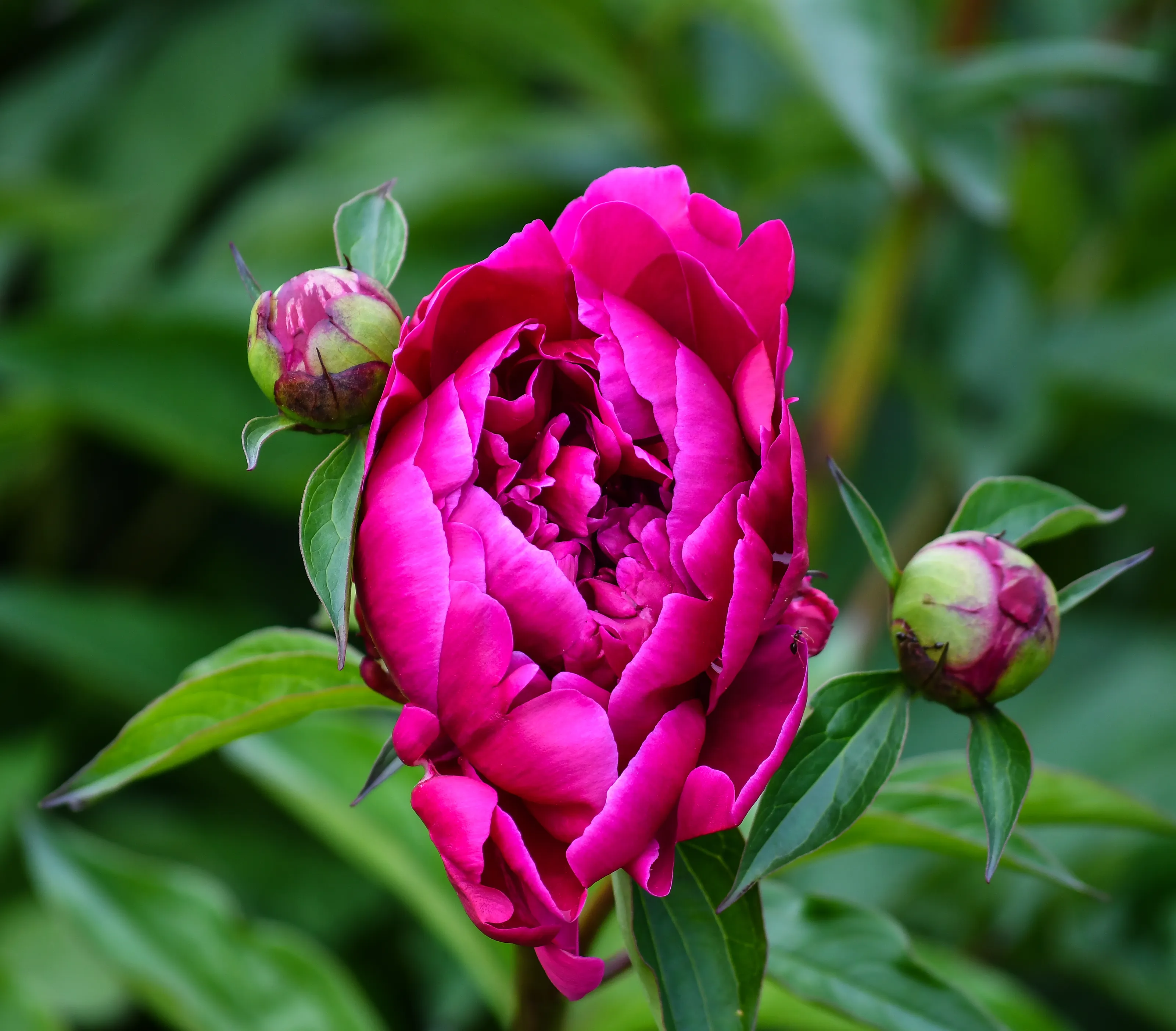 Flowers with Buds (in colour)