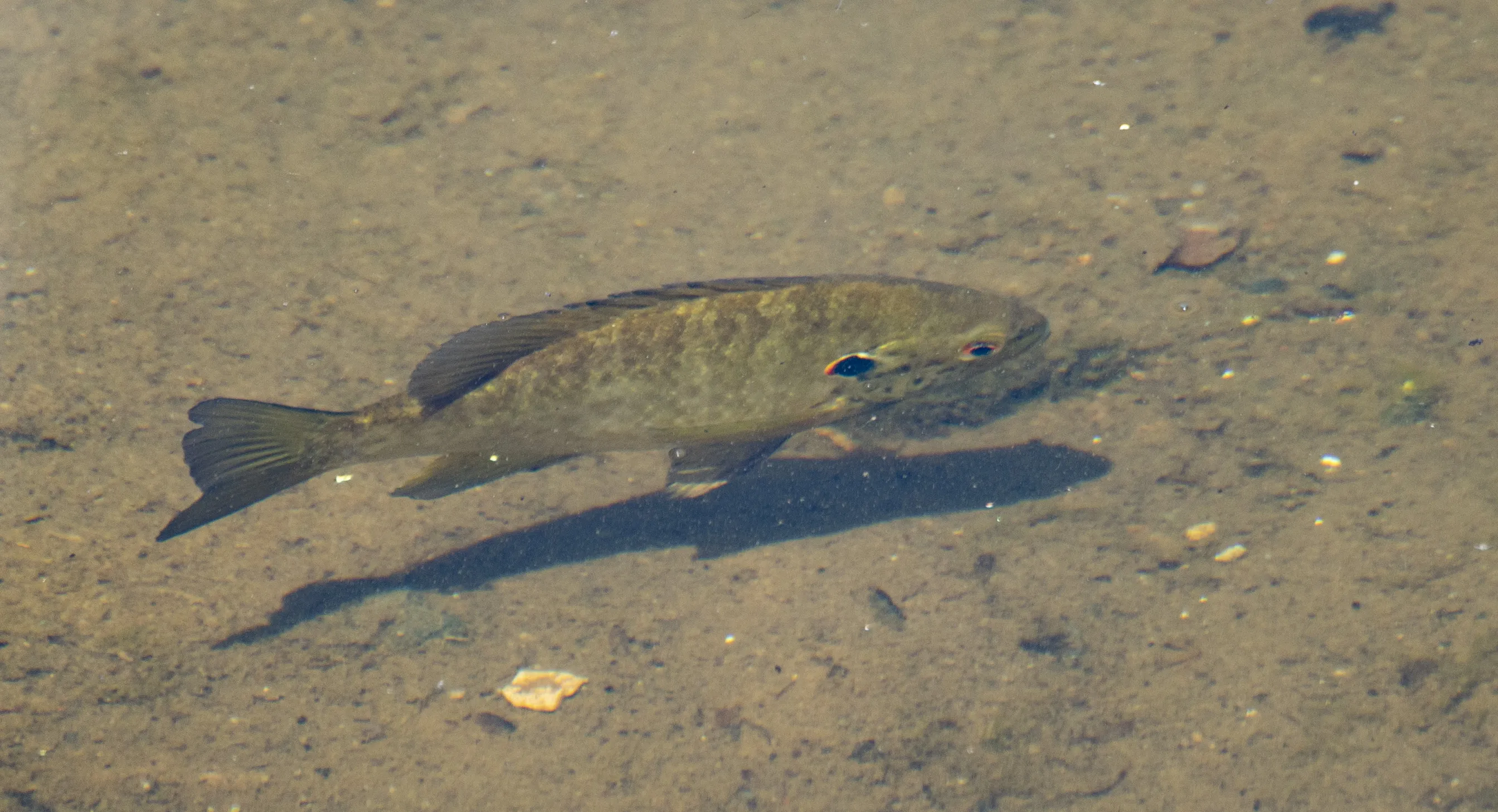 Fish from Above the Water