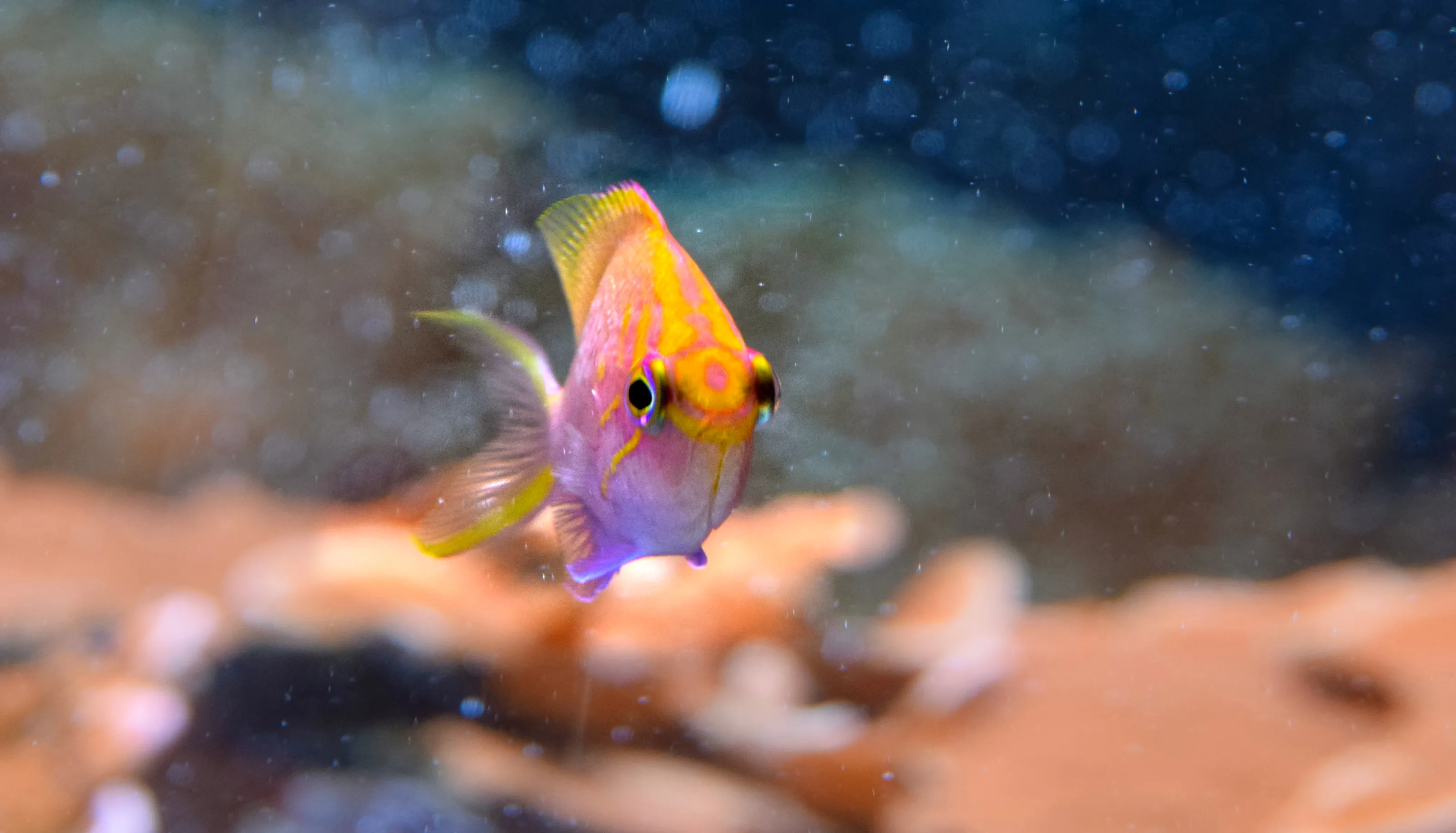 Multi-Coloured Underwater Dwellers (in colour)