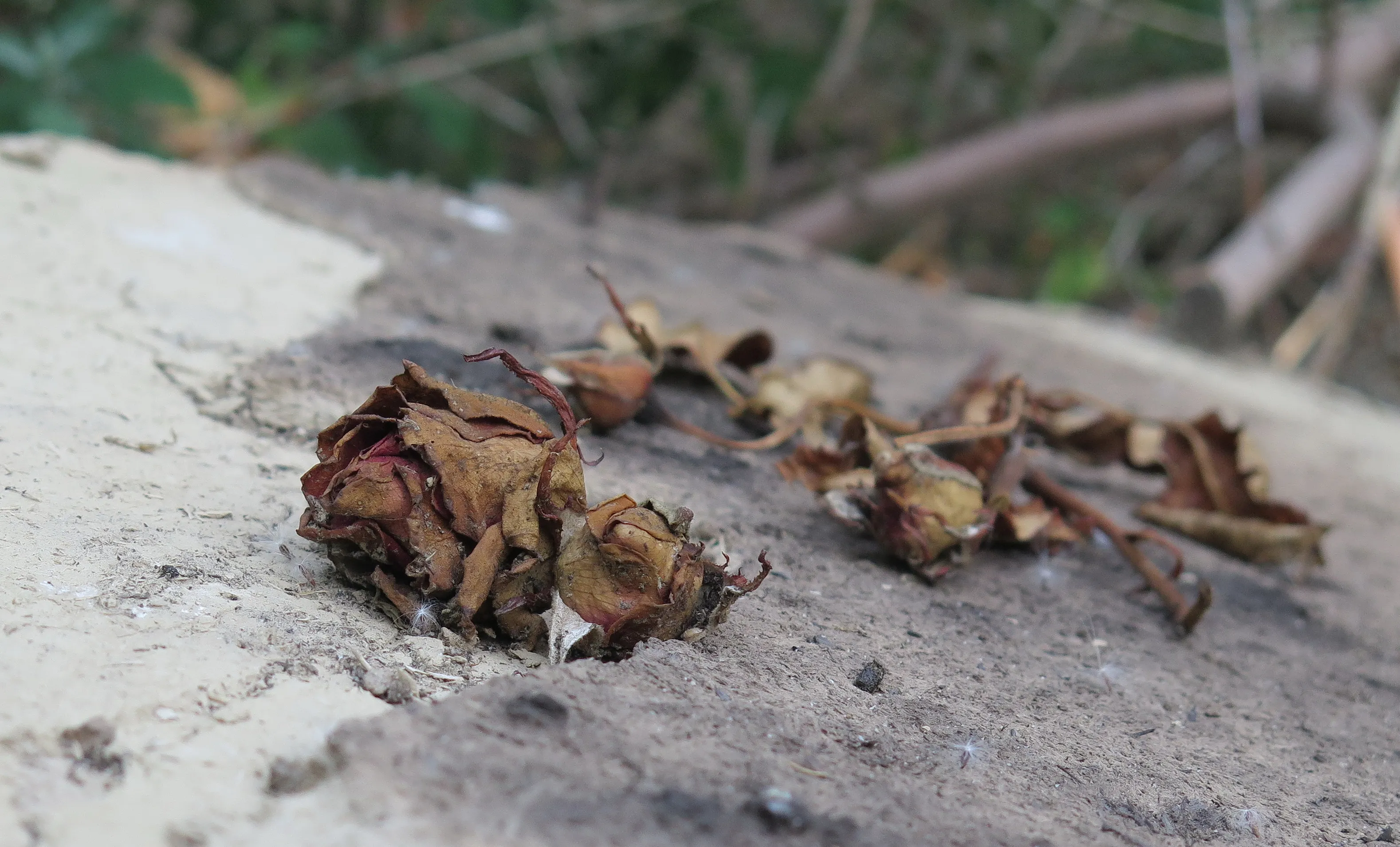 Withered Flowers