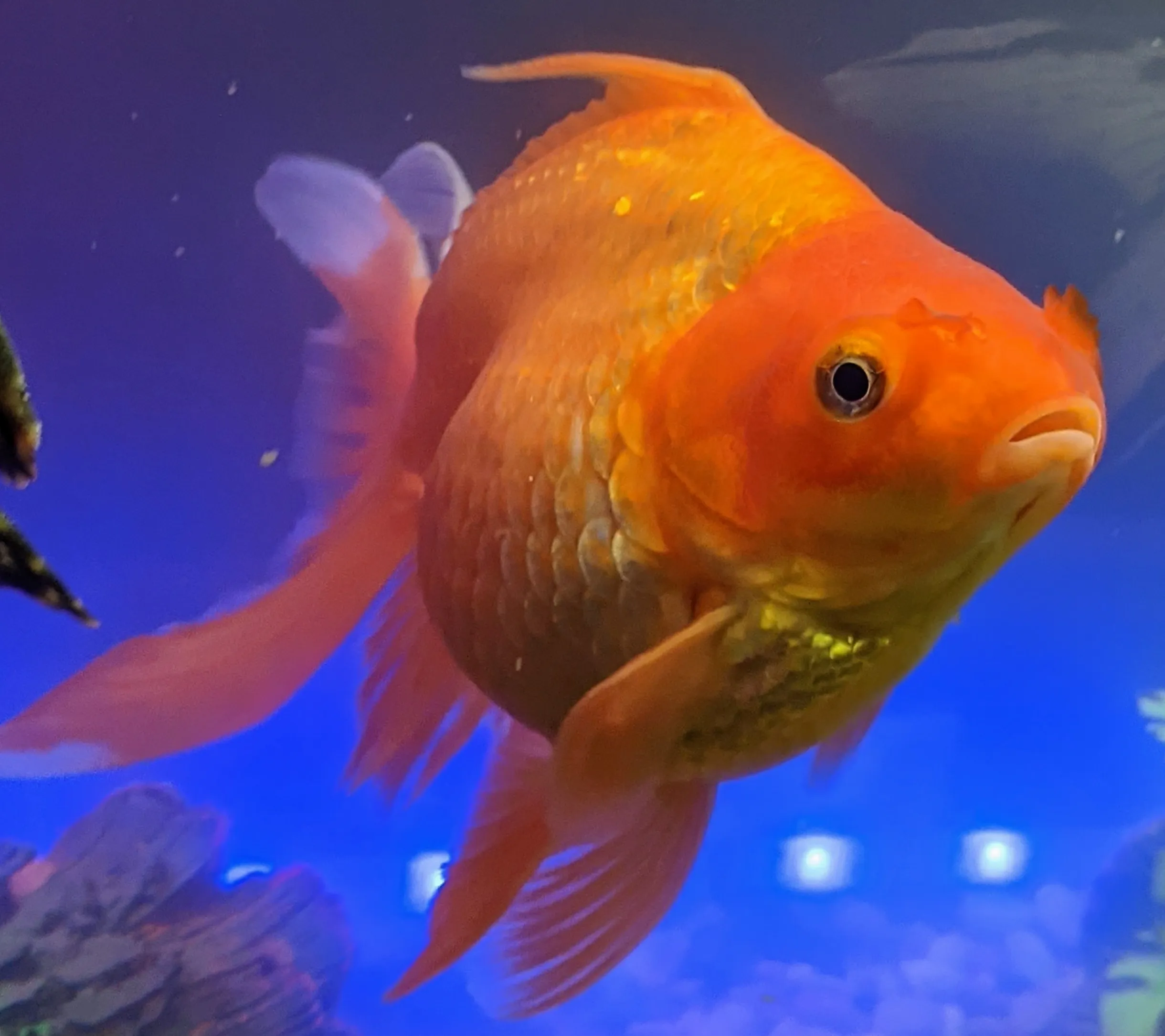 Fish
