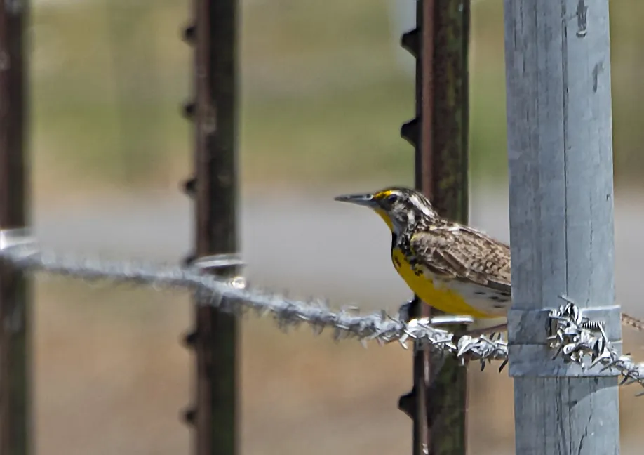 Birds on a Wire (no people)