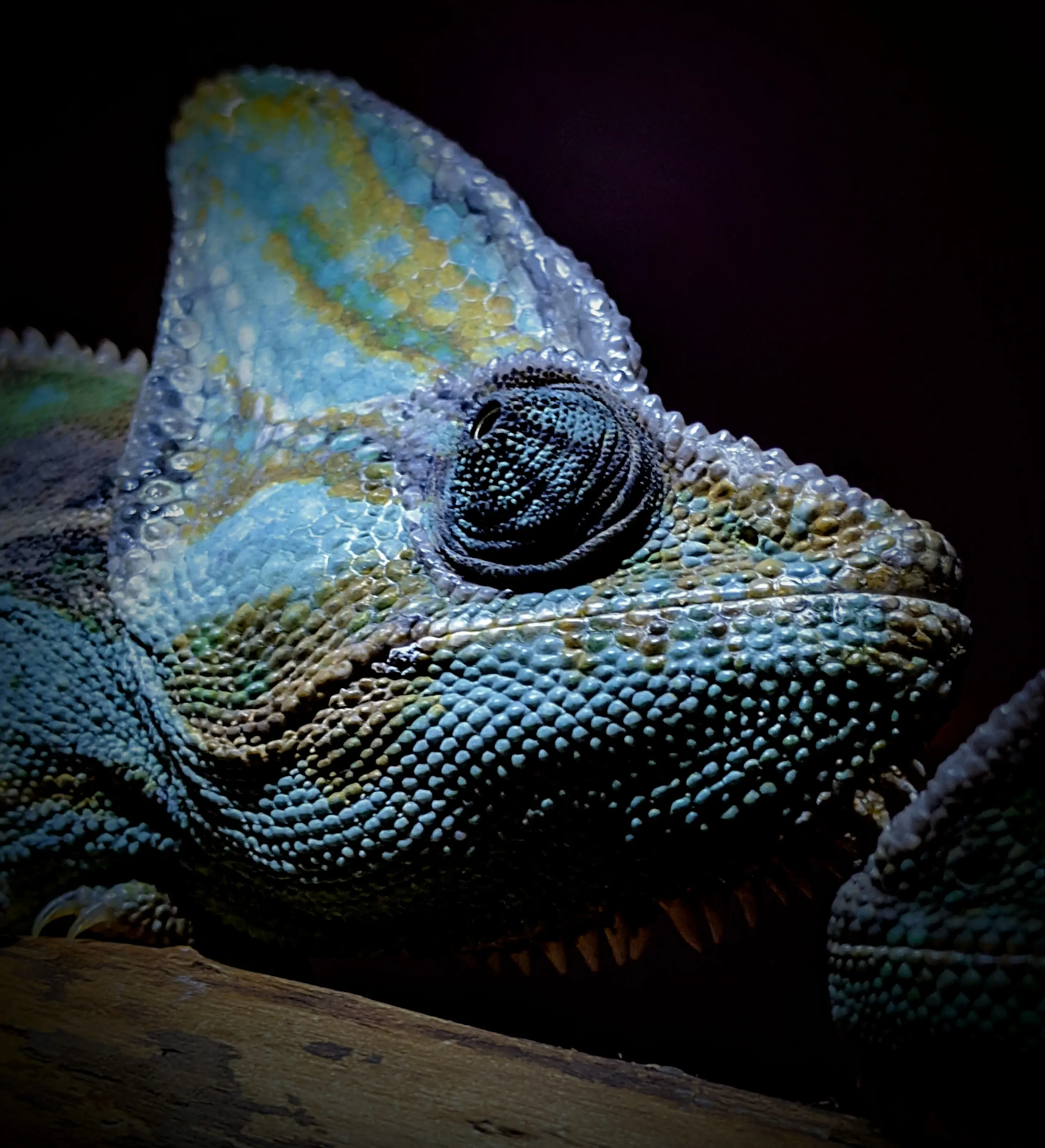 Reptiles