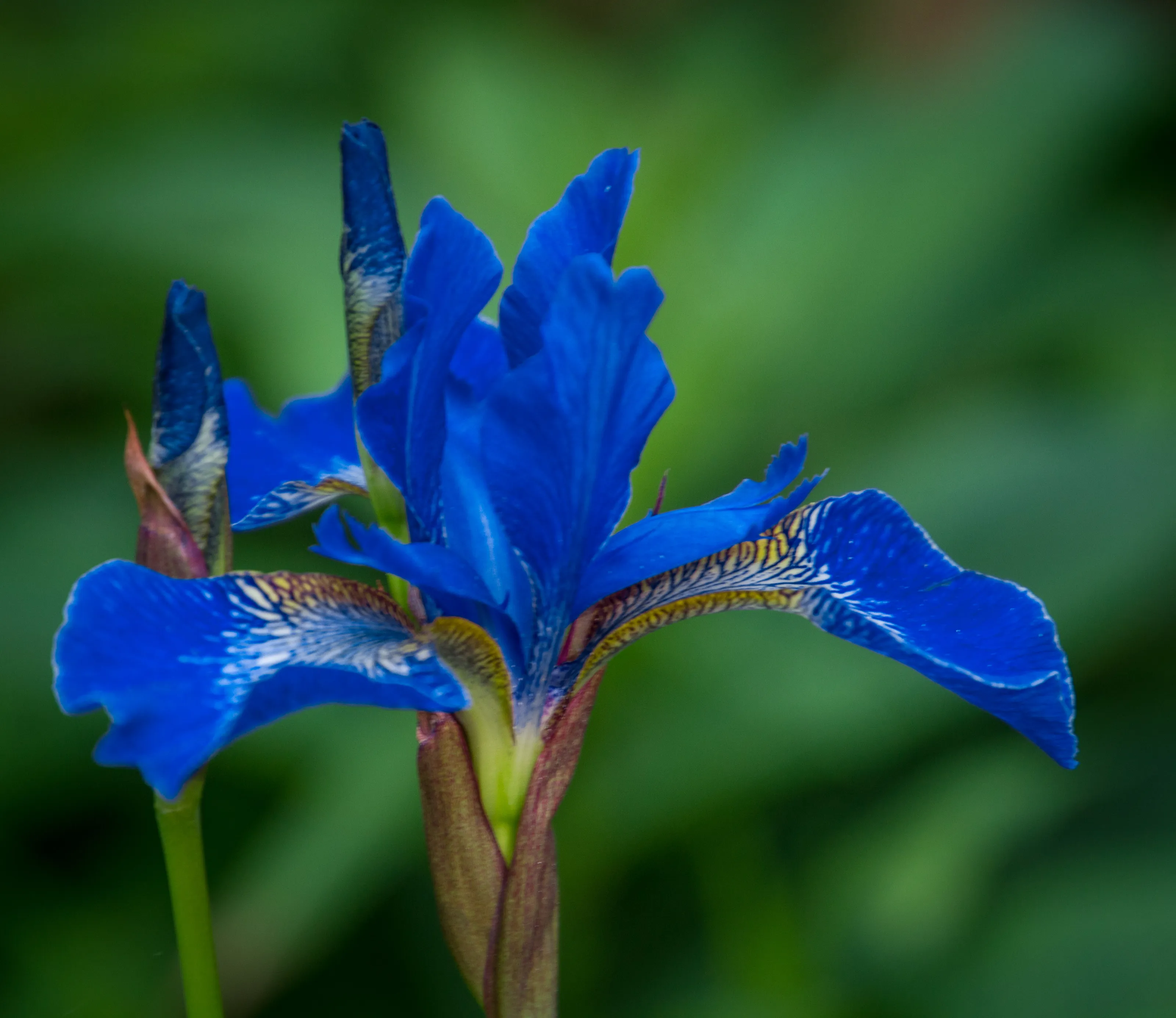Blue Flowers on a Green Background (no animals)