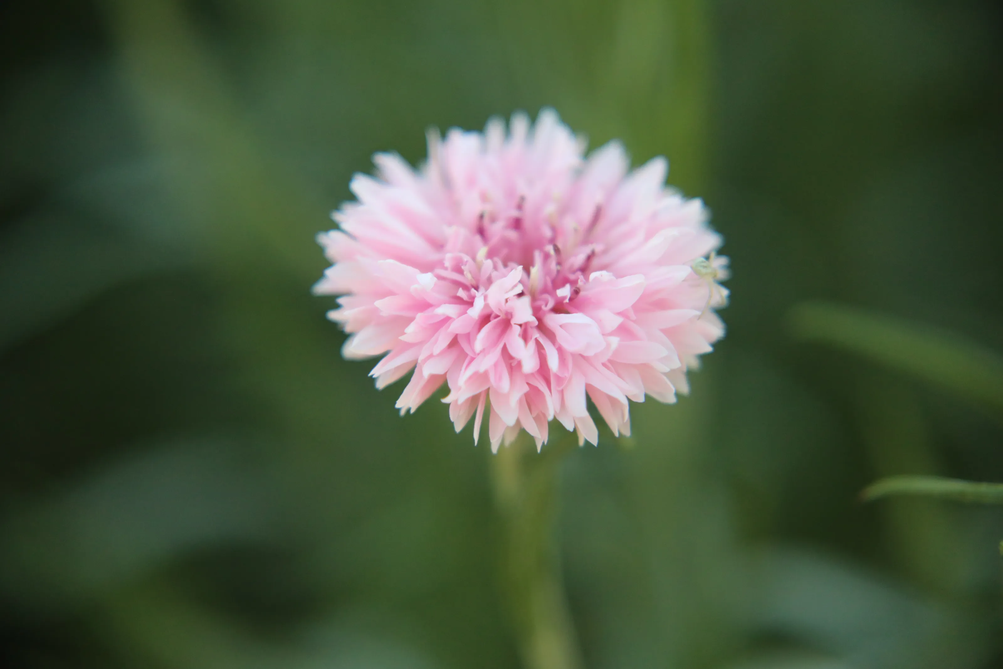 One Single Flower (no people)