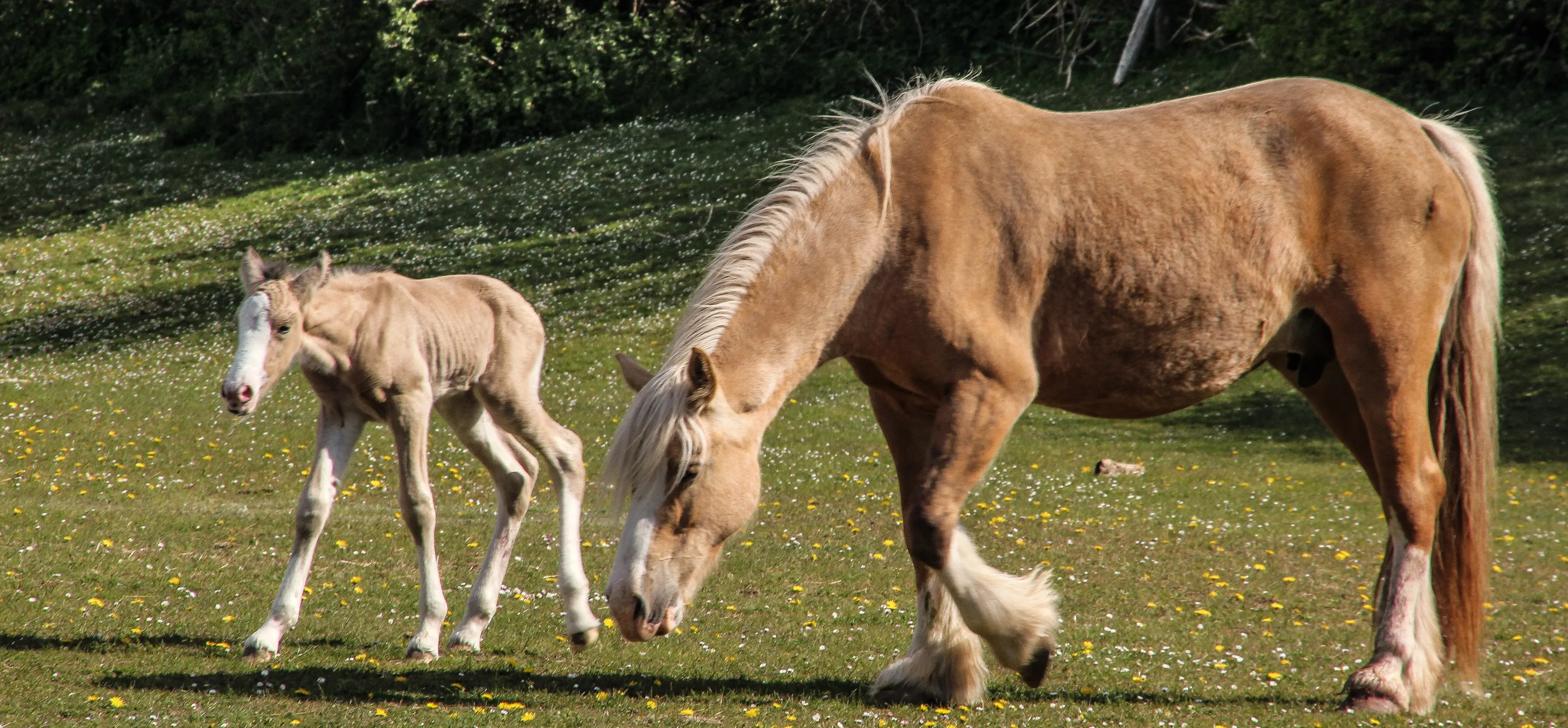 Farm Animals with their Young