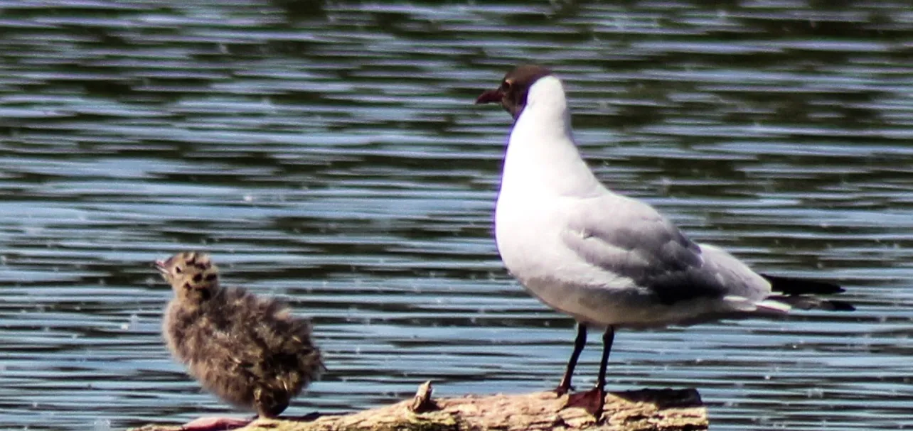 Adult Birds with their Young