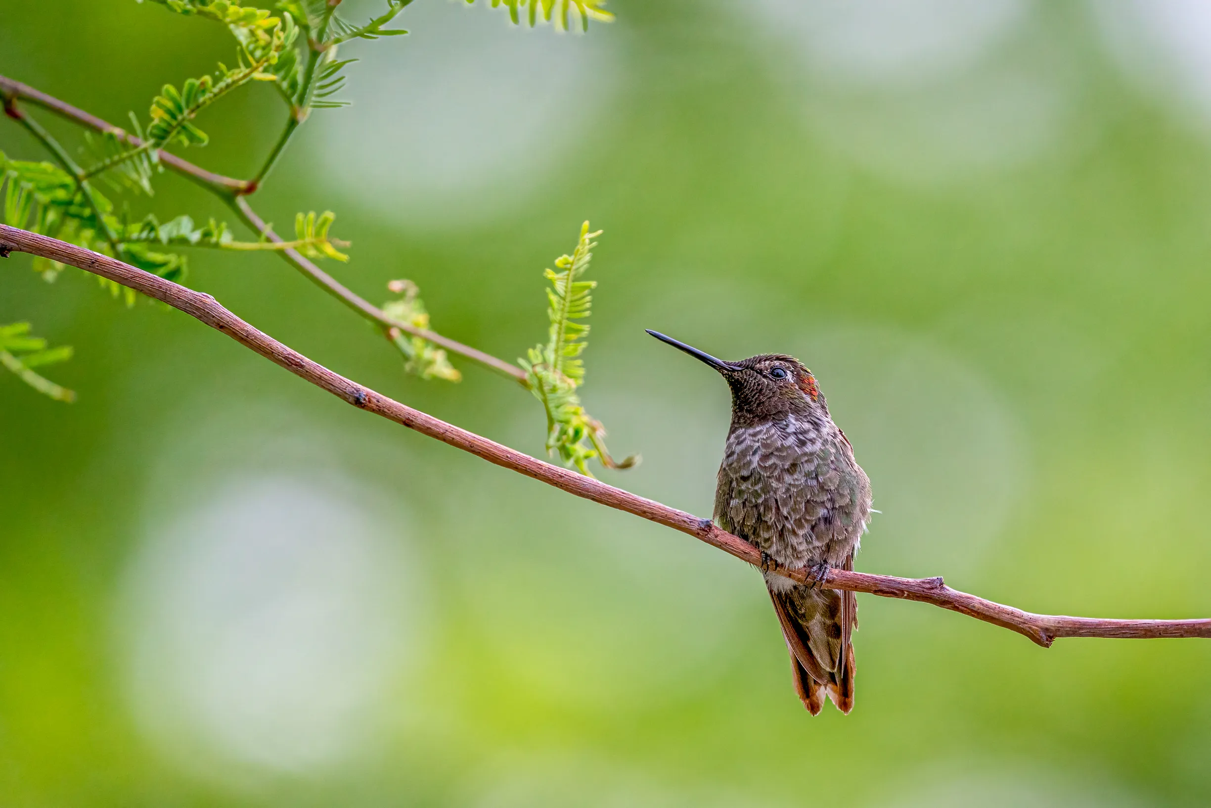 Hummingbirds (no people)